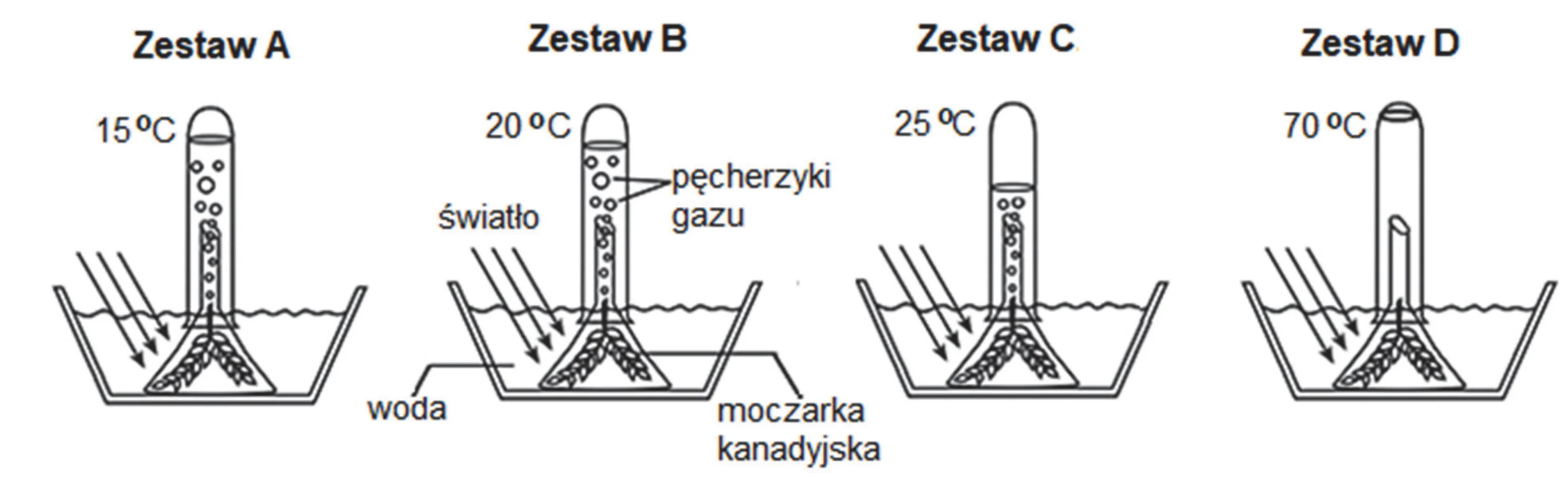 Cztery schematy eksperymentu fotosyntezy moczarki kanadyjskiej w wodzie o różnych temperaturach: Zestaw A 15 stopni Celsjusza (niewiele pęcherzyków gazu), B 20 stopni (dużo pęcherzyków), C 25 stopni (dużo pęcherzyków) i D 70 stopni (brak pęcherzyków).