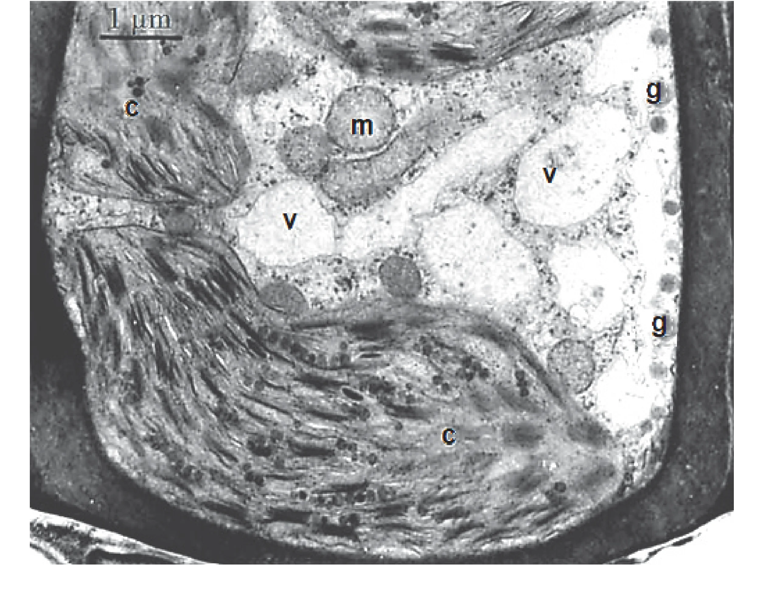 Mikroskopowy obraz fragmentu komórki mchu złotowłosa strojnego w skali 1 mikrometra, ukazujący mitochondria (m), wakuole (v), chloroplasty (c) i krople tłuszczu (g).
