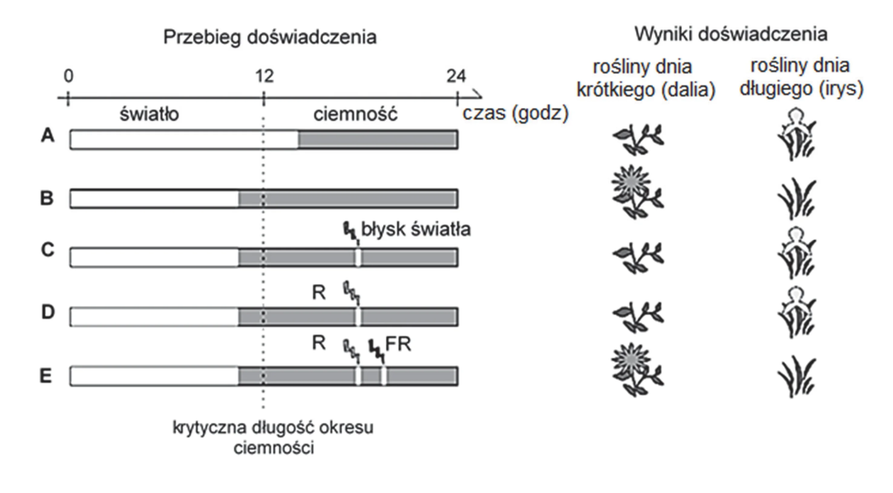 Wykres pięciu schematów fotoperiodu (A-E) w ciągu 24 godzin, z krytyczną długością ciemności na 12 godzinach, oraz towarzyszące wyniki kwitnienia dalii (rośliny dnia krótkiego) i kosaćca (rośliny dnia długiego) w zależności od przerywania ciemności błyskami światła białego, czerwonego lub dalekiej czerwieni.