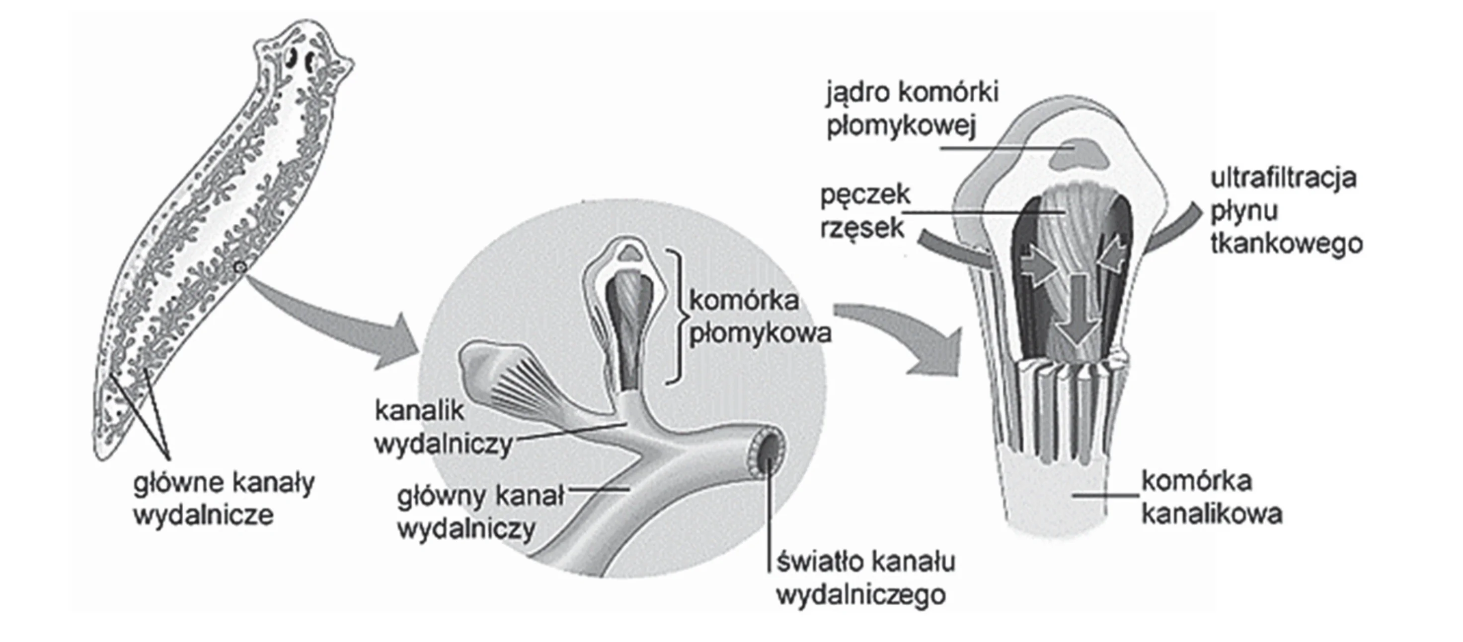 Budowa układu protonefrydialnego u płazińca: od ogólnego widoku organizmu z głównymi kanałami wydalniczymi, przez powiększony fragment z komórką płomykową i kanalikową, do szczegółowej budowy komórki płomykowej z jądrem i pęczkiem rzęsek. Widoczne strzałki symbolizują ultrafiltrację płynu tkankowego.