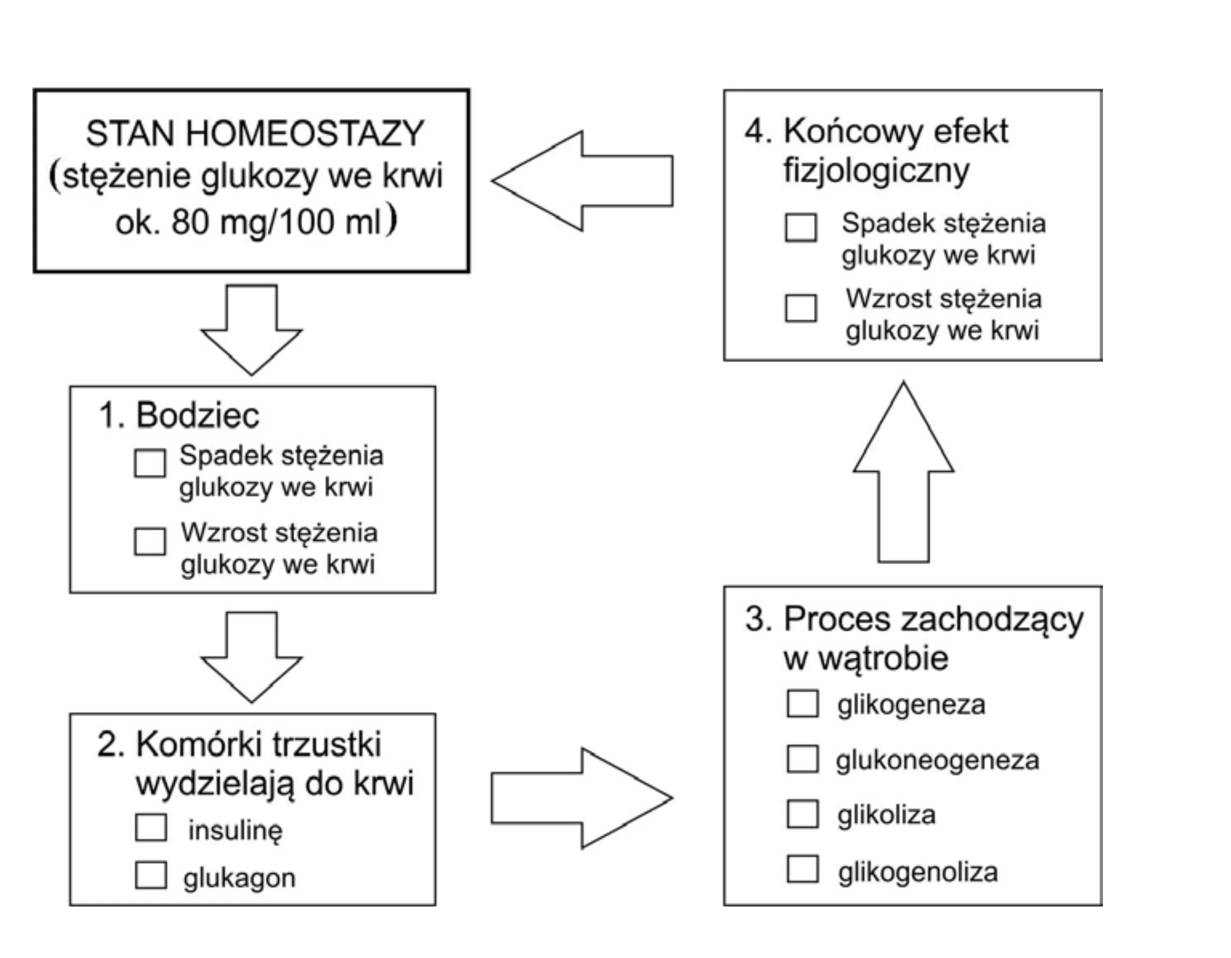 Schemat blokowy przedstawia mechanizm regulacji stężenia glukozy we krwi, poczynając od homeostazy około 80 mg/100 ml, przez bodziec, reakcję trzustki, procesy wątrobowe, aż do finalnego efektu fizjologicznego.