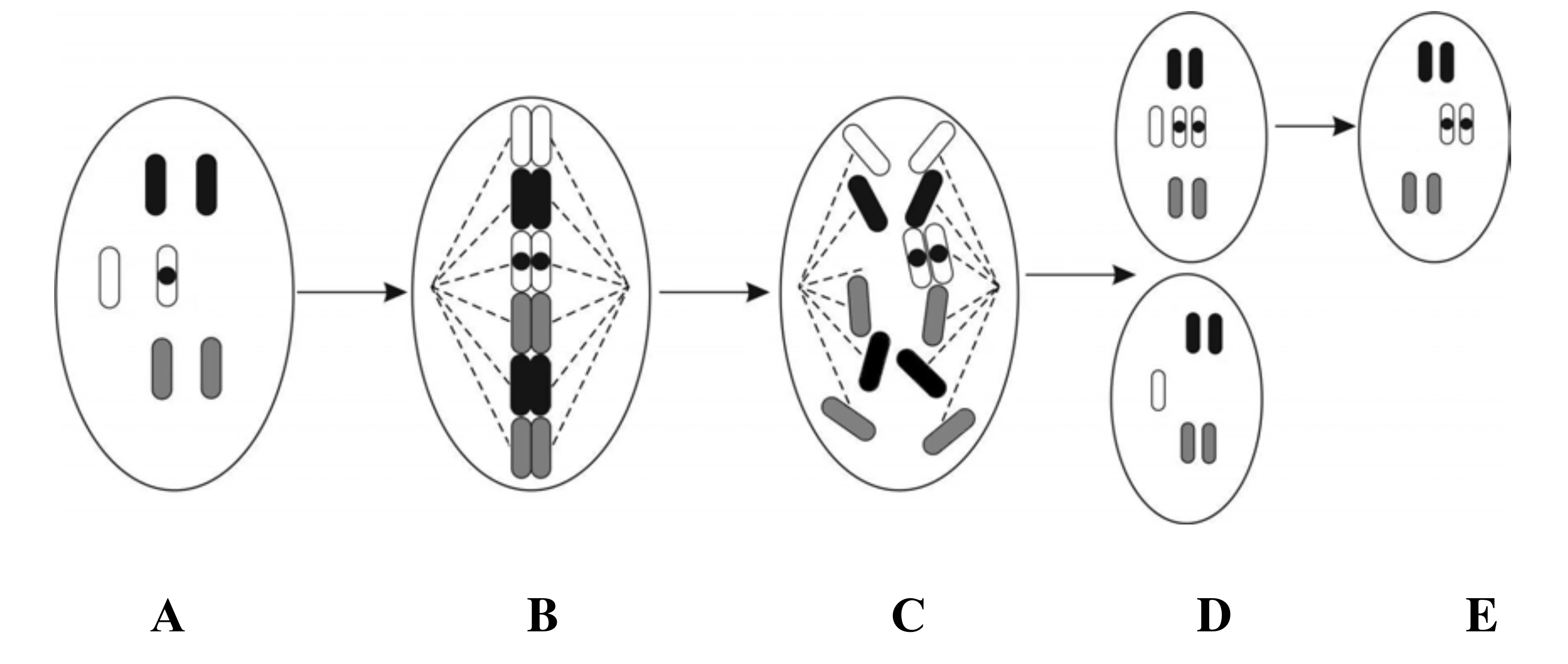 Schemat przedstawia etapy mitozy (A-E) komórki z trzema parami chromosomów, gdzie jeden biały chromosom ma czarną kropkę mutacji. Błąd segregacji chromosomów białych w anafazie prowadzi do powstania komórki trisomicznej (D), a następnie komórki (E) z dwoma zmutowanymi, kropkowanymi białymi chromosomami, symbolizującej utratę heterozygotyczności.