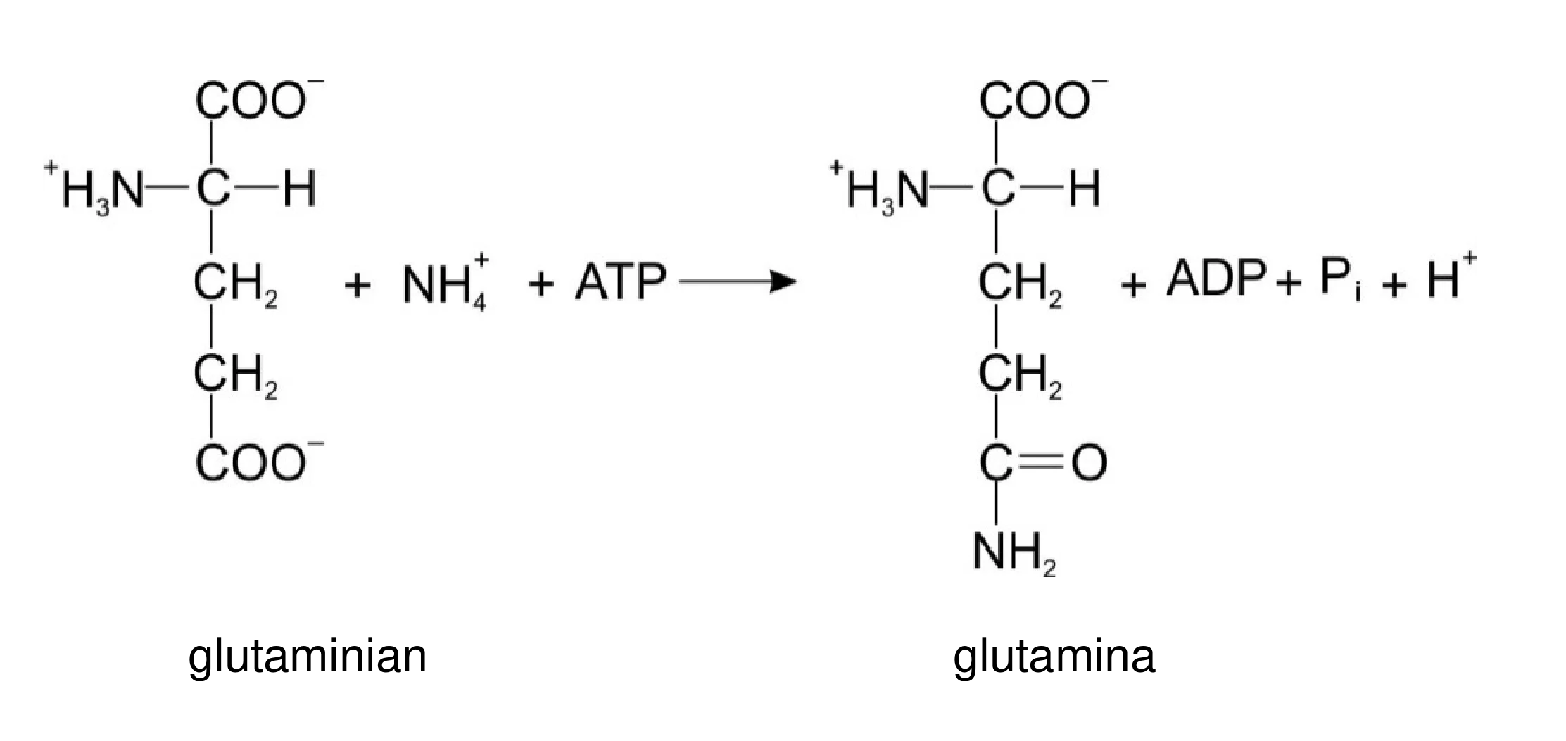Schemat reakcji syntezy glutaminy, gdzie glutaminian i jon amonowy NH4+ z ATP przekształcają się w glutaminę, ADP, Pi i jon wodorowy H+.