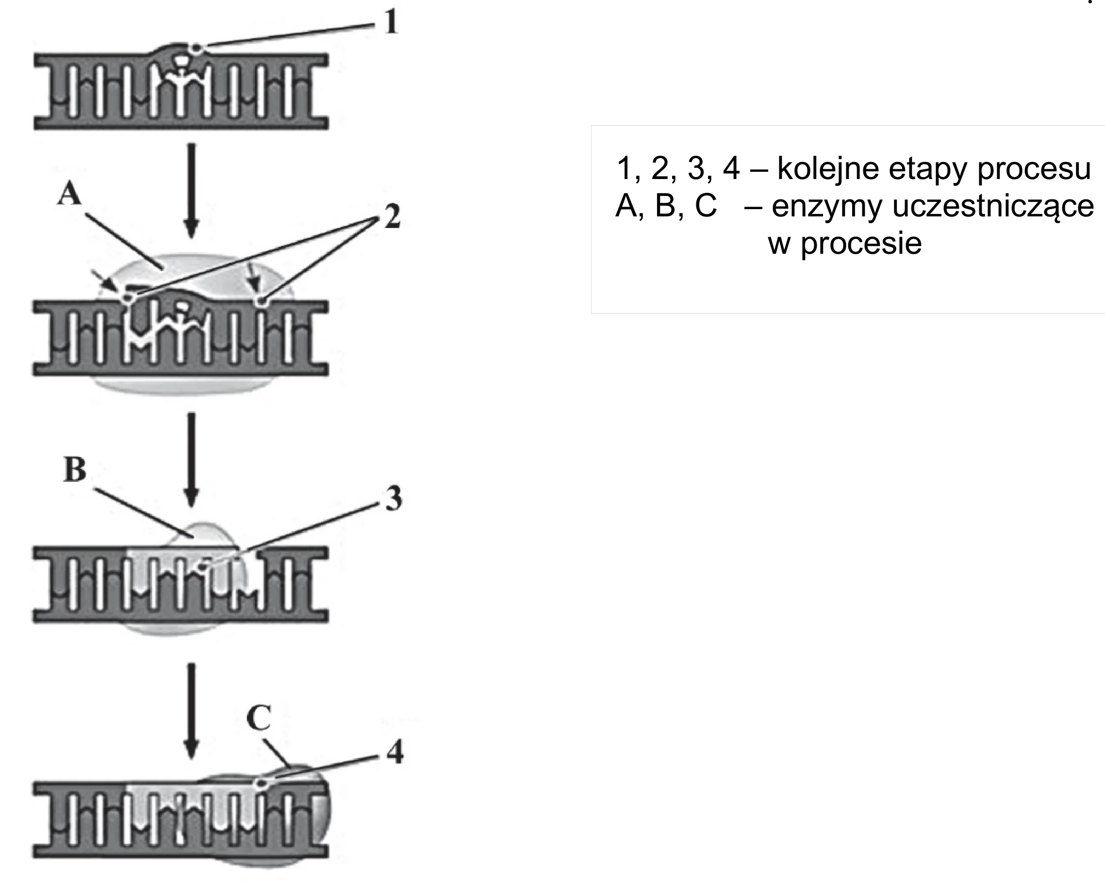 Czterostopniowy schemat naprawy DNA, od uszkodzonej nici z dimerem tyminowym (1) do całkowitego uzupełnienia i połączenia (4) dzięki działaniu enzymów A, B i C.