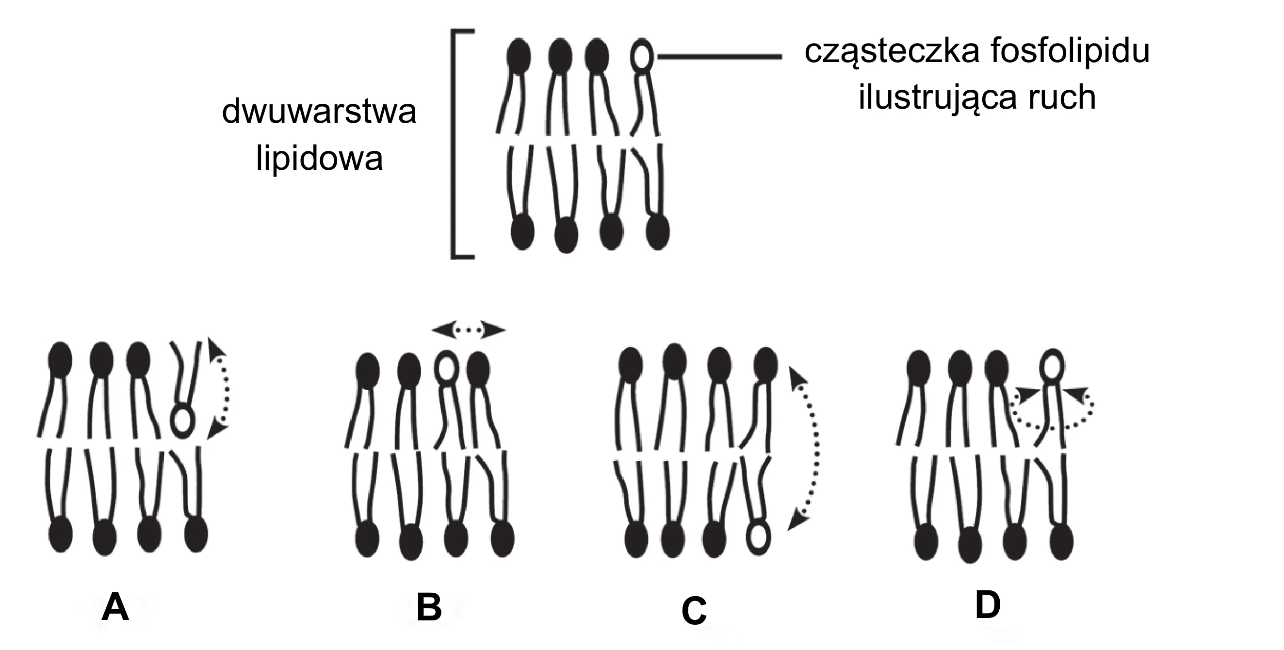 Schemat dwuwarstwy lipidowej złożonej z cząsteczek fosfolipidów (kółko z dwoma ogonkami), ilustruje cztery typy ruchu: A - boczny, B - fleksję ogonków, C - przeskok między warstwami (flip-flop), D - rotację wokół własnej osi.