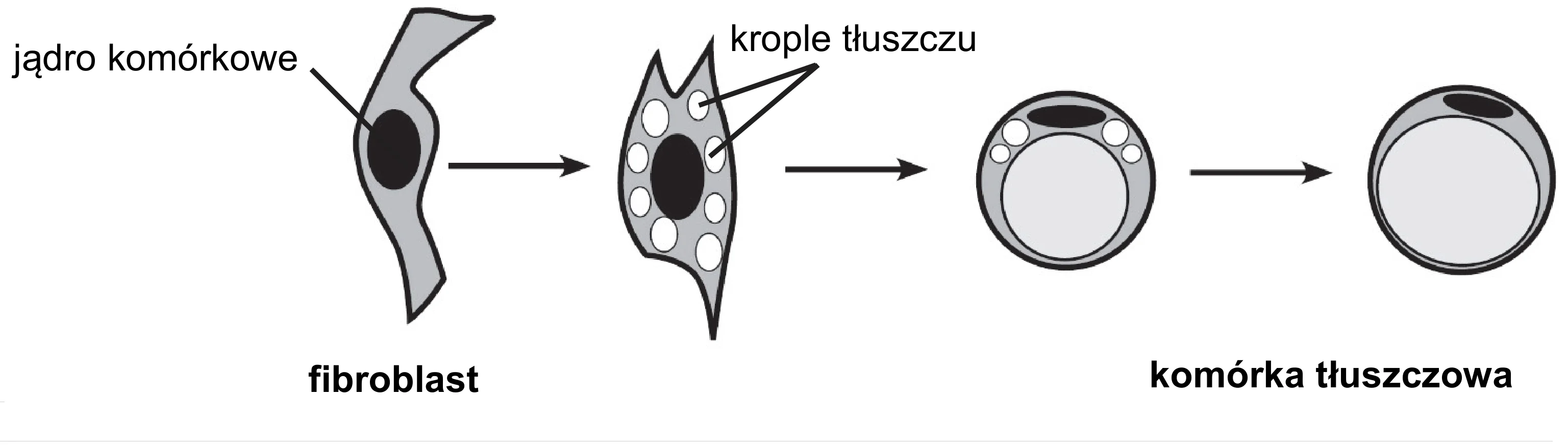 Schemat przedstawia przekształcenie wrzecionowatego fibroblastu z jądrem komórkowym, przez etap komórki z licznymi drobnymi kroplami tłuszczu, w okrągłą komórkę tłuszczową z dużym centralnym zapasem tłuszczu i jądrem przesuniętym na obwód.