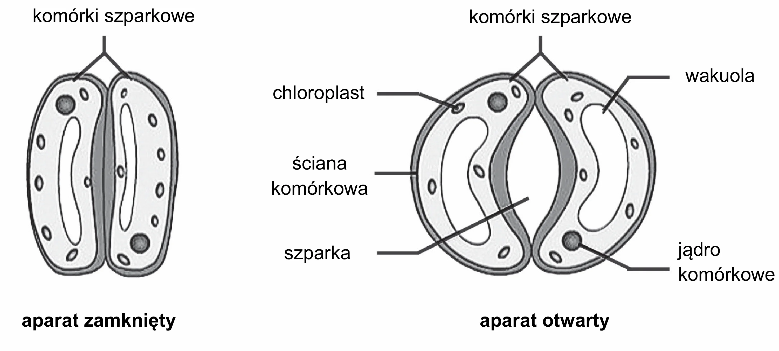 Dwa diagramy aparatu szparkowego rośliny dwuliściennej: po lewej zamknięty, po prawej otwarty. Otwarty aparat ukazuje dwie fasolowate komórki szparkowe z grubszą ścianą komórkową od strony szparki, zawierające wakuole, chloroplasty i jądra komórkowe.