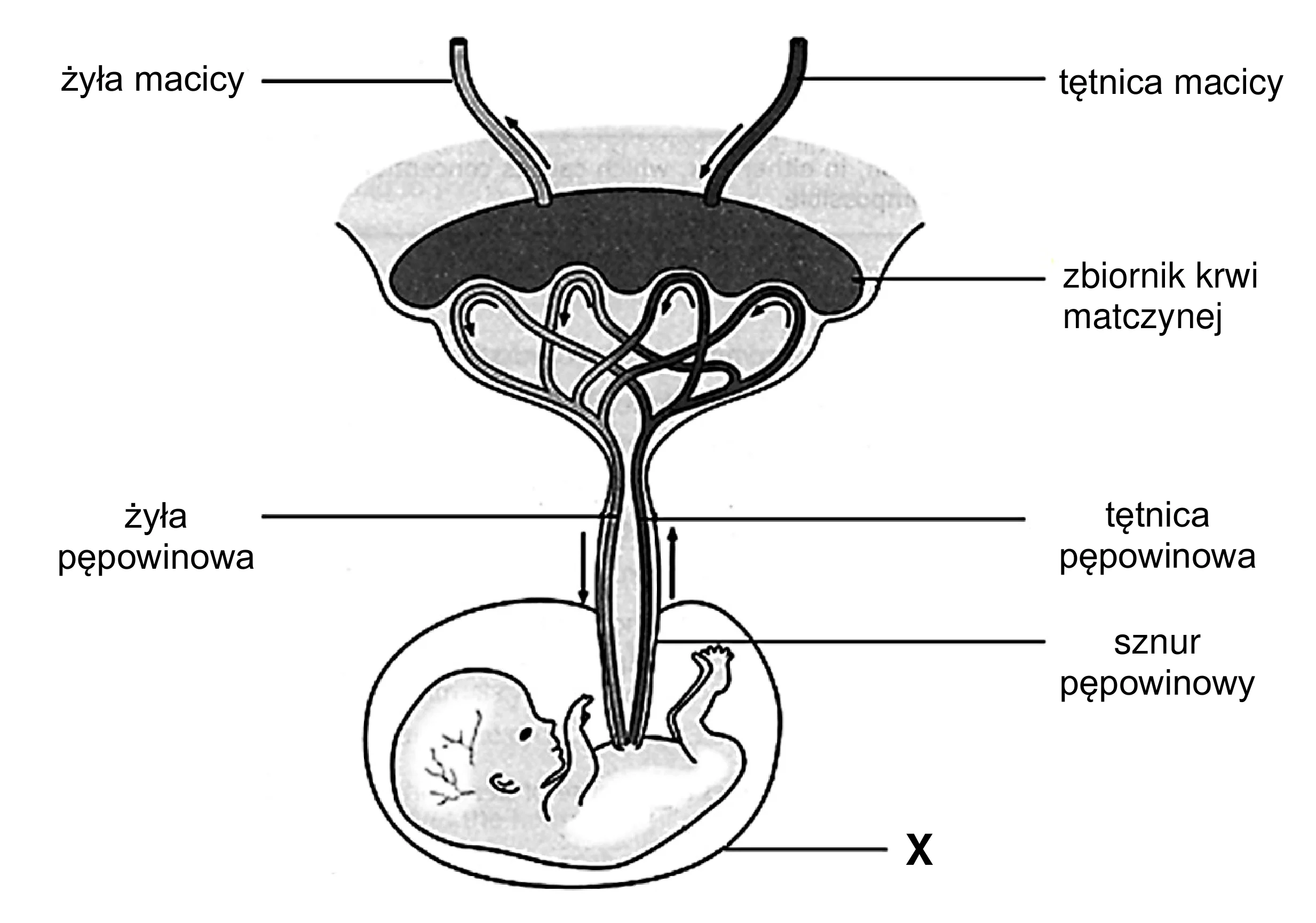 Schemat krążenia łożyskowego przedstawia płód (oznaczony X) połączony sznurem pępowinowym (zawierającym żyłę i tętnicę pępowinową) z łożyskiem, które zawiera zbiornik krwi matczynej, żyłę i tętnicę macicy, ze strzałkami wskazującymi kierunki przepływu krwi.