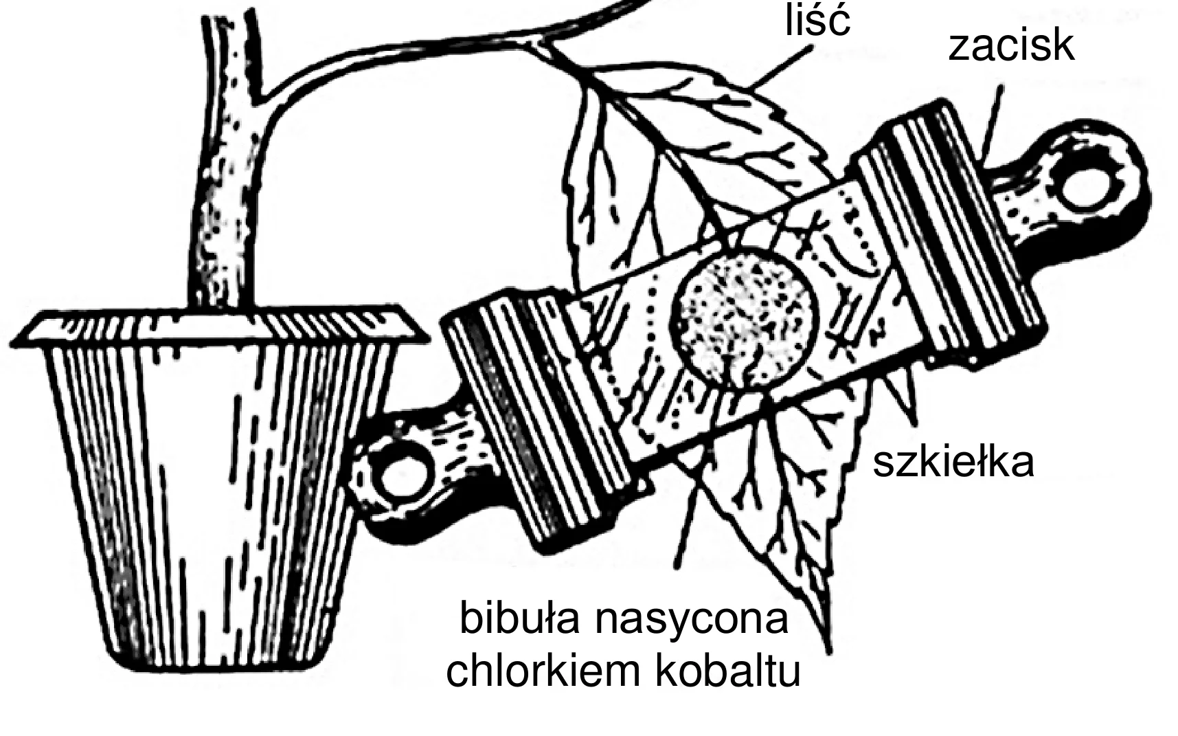 Schemat przedstawia liść rośliny z łodygą w doniczce, na którym zacisk z dwoma szkiełkami przytrzymuje okrągły kawałek bibuły nasyconej chlorkiem kobaltu.