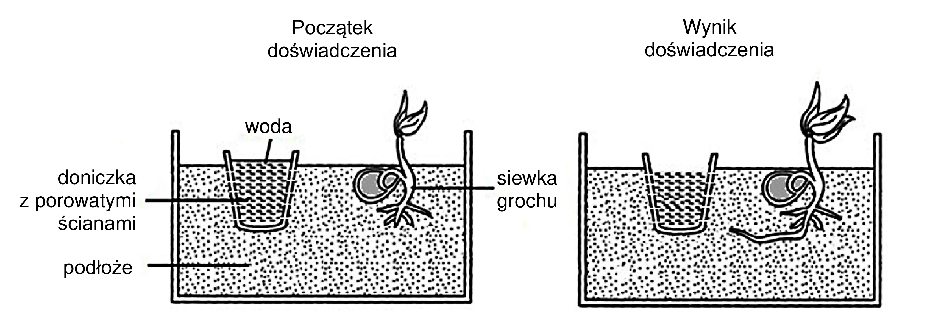 Schemat porównuje początek i wynik doświadczenia: siewka grochu w podłożu rośnie obok doniczki z wodą, a w rezultacie jej korzeń zakrzywia się w stronę źródła wody.