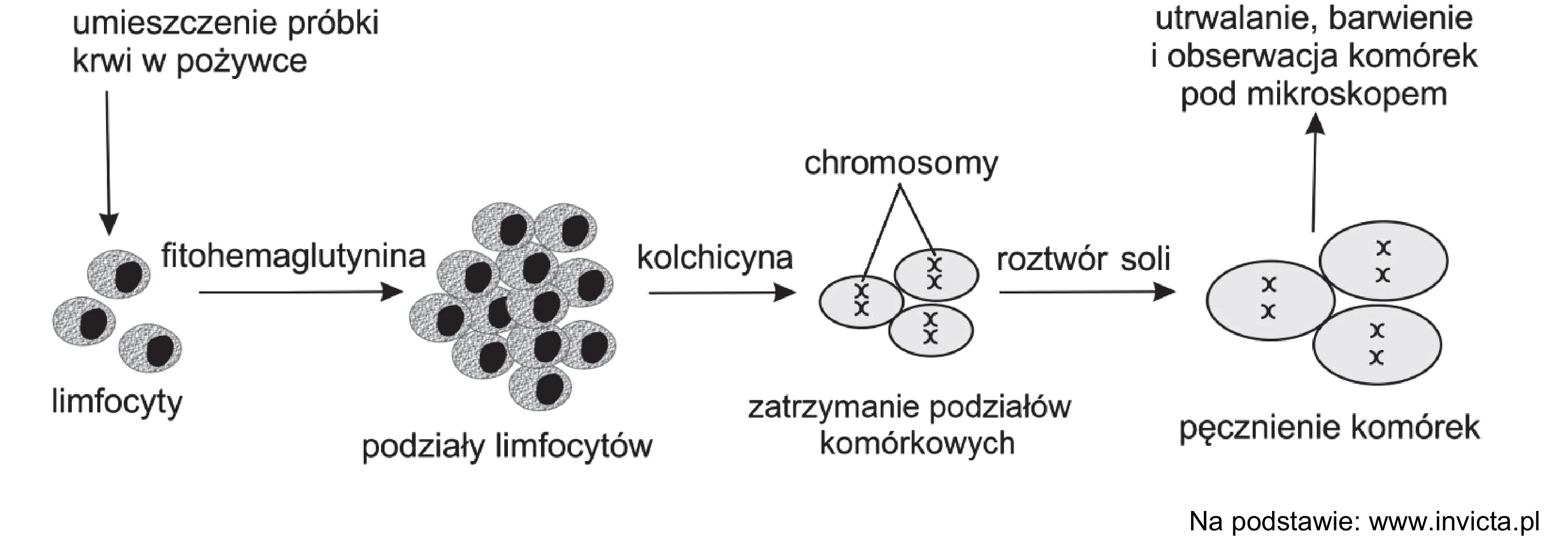 Diagram przedstawia etapy przygotowania limfocytów do analizy chromosomów. Kolejno: stymulacja fitohemaglutyniną do podziałów, zatrzymanie podziałów kolchicyną z widocznymi chromosomami w kształcie litery X, pęcznienie komórek roztworem soli, a finalnie ich utrwalenie i obserwacja mikroskopowa.