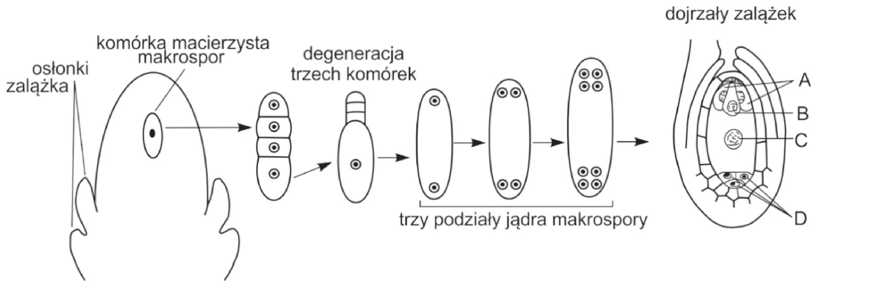 Schemat przedstawia rozwój gametofitu żeńskiego rośliny okrytonasiennej, ukazując podział komórki macierzystej makrospor, degenerację trzech komórek, trzy podziały jądra pozostałej makrospory oraz budowę dojrzałego zalążka z komórkami antipodalnymi (A), komórką centralną z jądrem wtórnym (C) i aparatem jajowym (D).