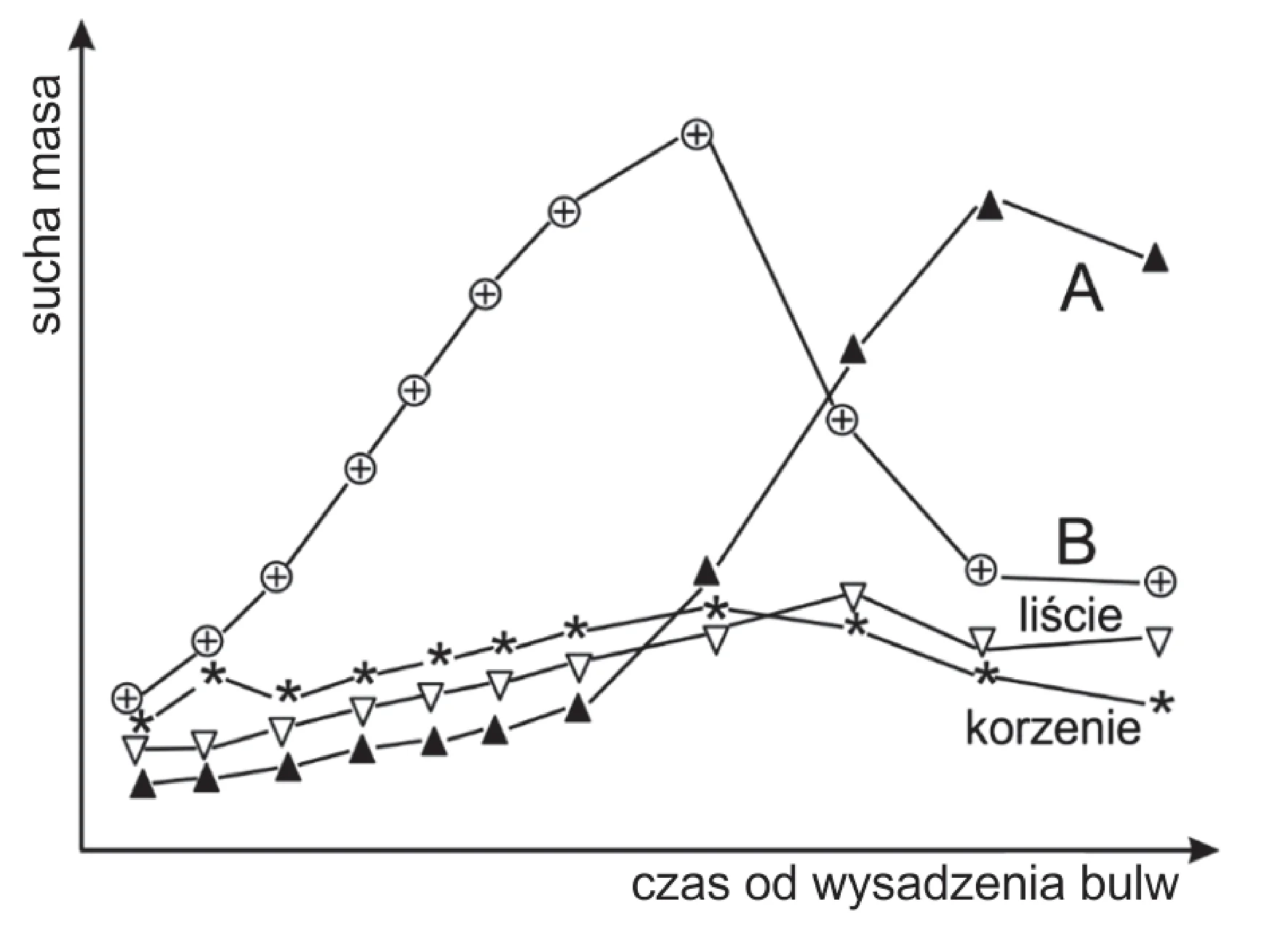 Wykres liniowy przedstawia zmiany suchej masy organów topinambura, gdzie oś pionowa to sucha masa, a oś pozioma to czas od wysadzenia bulw. Cztery krzywe ilustrują te zmiany: A (czarne trójkąty), B (kółka z plusem), liście (białe trójkąty) oraz korzenie (gwiazdki), przy czym krzywe A i B reprezentują łodygi nadziemne i bulwy.