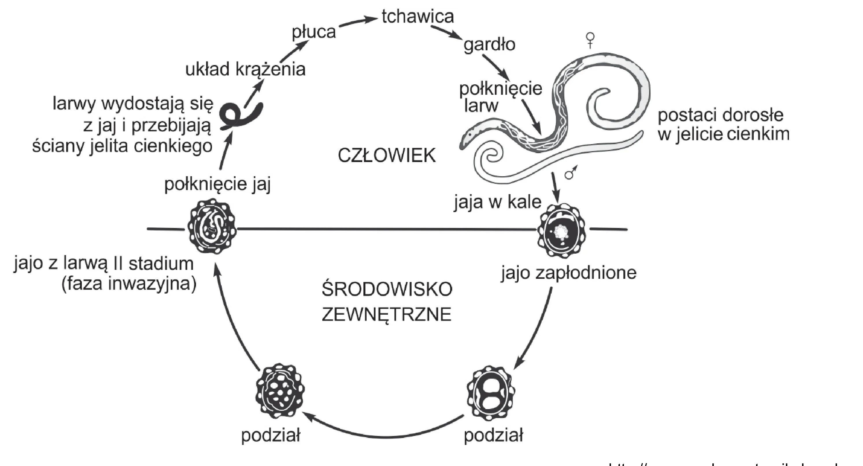 Cykliczny schemat rozwojowy glisty ludzkiej, ukazujący obieg między człowiekiem (górna część) a środowiskiem zewnętrznym (dolna część). Przedstawia etapy od połknięcia inwazyjnych jaj, migracji larw w organizmie, rozwoju dorosłych osobników i wydalania jaj, aż po ich dojrzewanie poza organizmem.