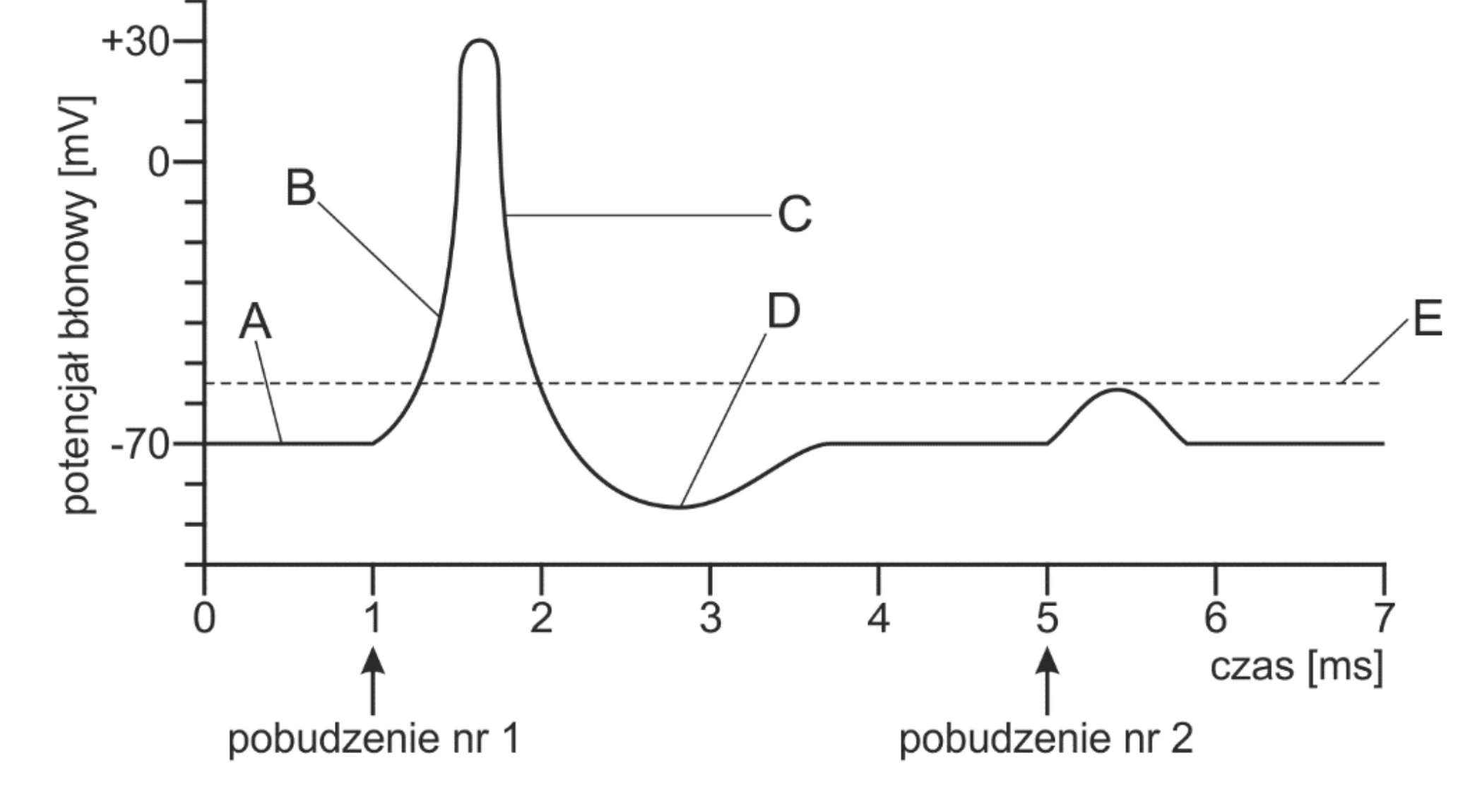 Wykres liniowy przedstawia potencjał błonowy w mV (oś Y) w funkcji czasu w ms (oś X). Po pierwszym pobudzeniu w 1 ms potencjał wzrasta od -70 mV (faza B) przez próg A, około -55 mV, do +30 mV, a następnie opada poniżej -70 mV (fazy C i D), wracając do -70 mV. Drugie pobudzenie w 5 ms wywołuje jedynie niewielki, podprogowy wzrost potencjału (E).