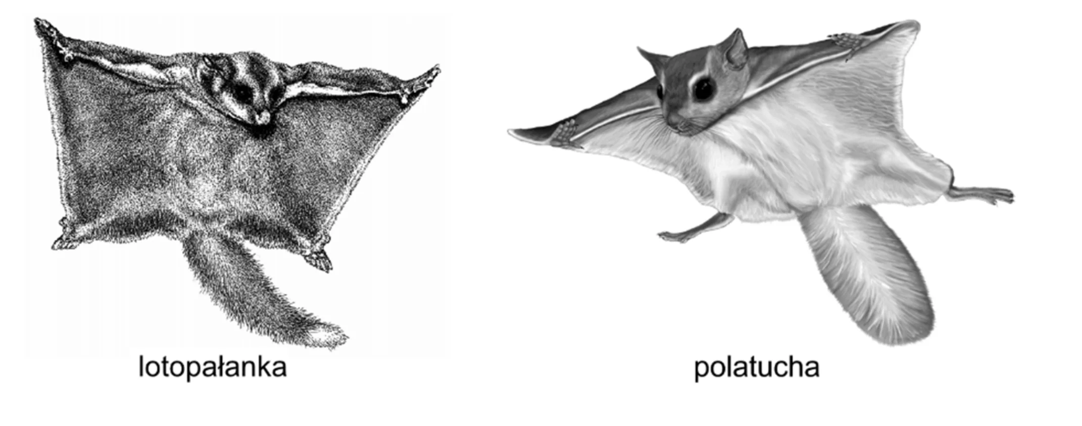 Rysunki lotopałanki (lewa strona) i polatuchy (prawa strona), obu z rozpiętymi fałdami skórnymi pomiędzy kończynami przednimi i tylnymi, umożliwiającymi szybowanie.