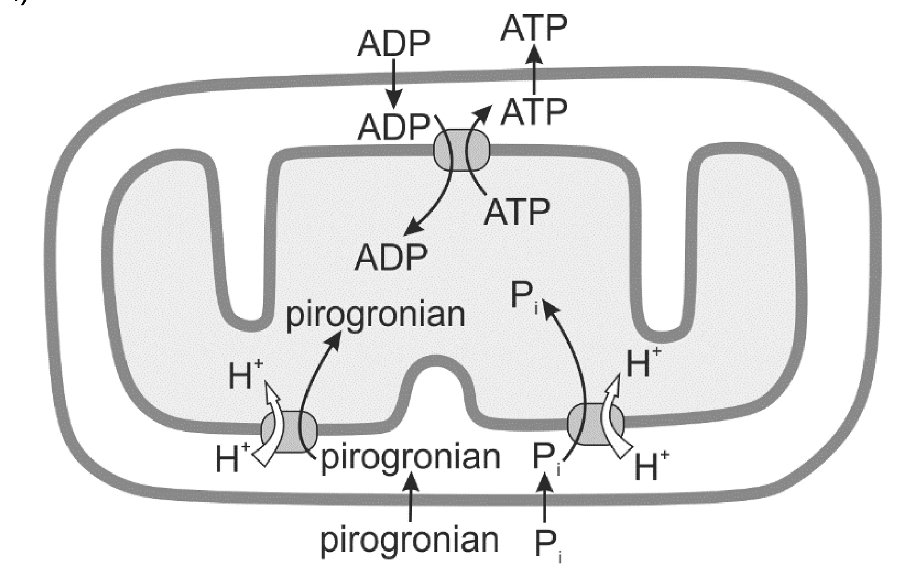 Diagram mitochondrium: Pirogronian jest transportowany do matrix w zamian za H+, natomiast Pi wchodzi do matrix wraz z H+. W matrix zachodzi synteza ATP z ADP i Pi, a powstałe ATP opuszcza mitochondrium.