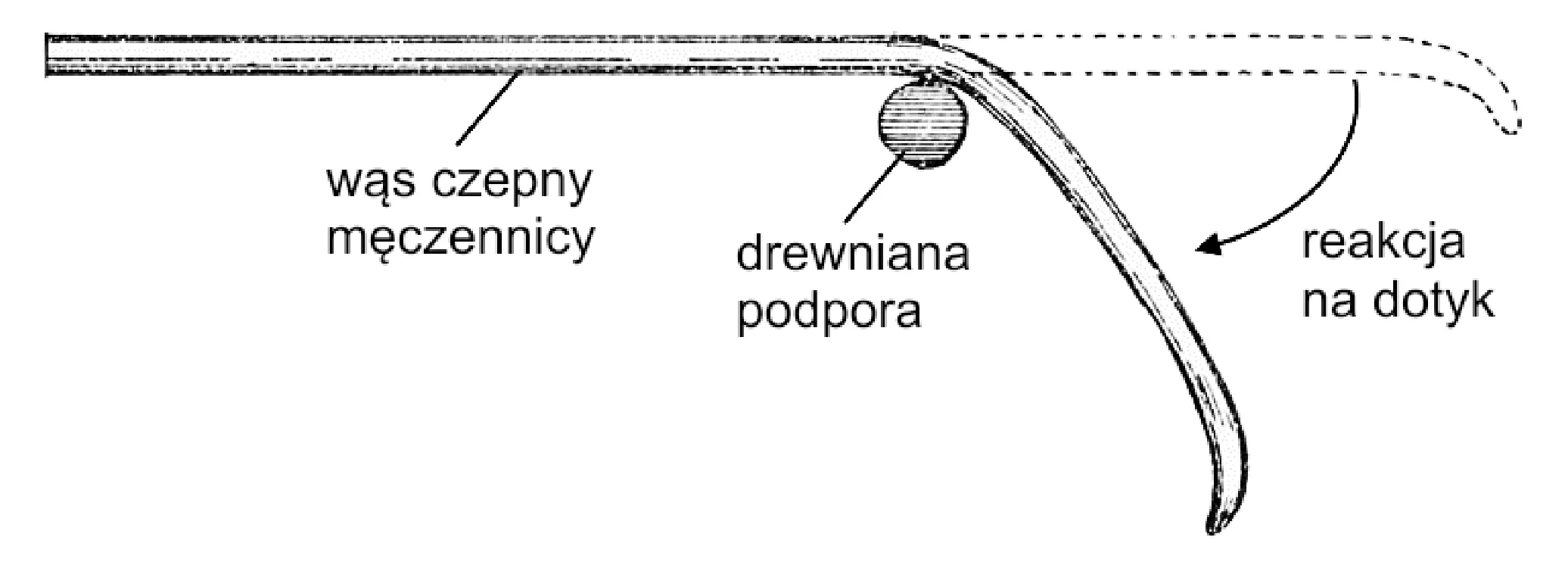 Wąs czepny męczennicy, początkowo prosty (linia przerywana), wygina się w dół, tworząc łuk wokół okrągłej drewnianej podpory w reakcji na dotyk.