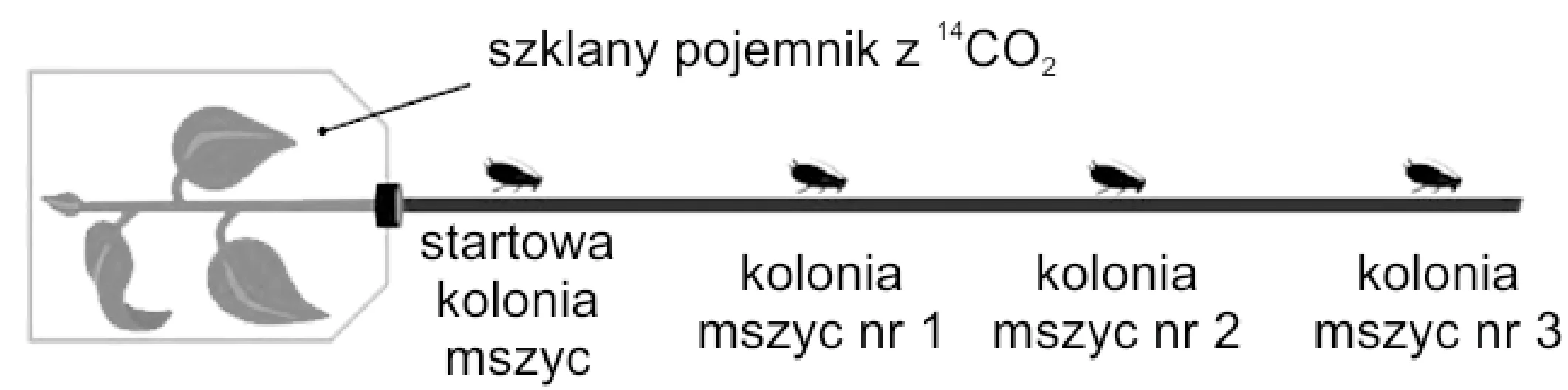 Schemat doświadczalny przedstawiający pęd rośliny w szklanym pojemniku z 14CO2, z którego wychodzi łodyga z umieszczonymi wzdłuż niej startową kolonią mszyc oraz koloniami mszyc numer 1, 2 i 3.