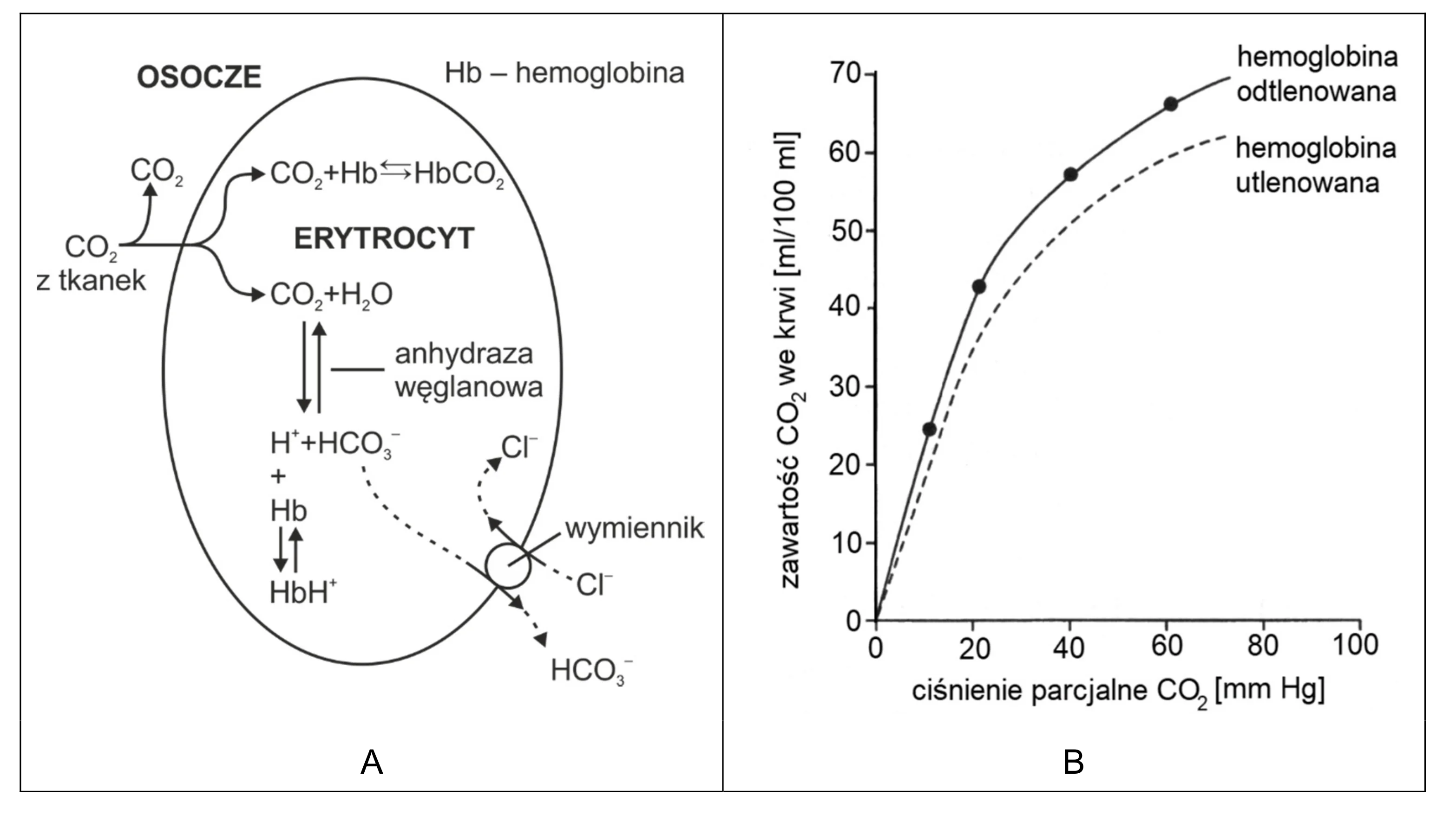 Schemat A to procesy transportu CO2 w erytrocycie, a wykres B pokazuje dwie rosnące krzywe dysocjacji CO2 dla hemoglobiny utlenowanej (linia przerywana) i odtlenowanej (linia ciągła), prezentując zawartość CO2 we krwi od 0 do 70 ml/100 ml w funkcji ciśnienia parcjalnego CO2 od 0 do 100 mm Hg.