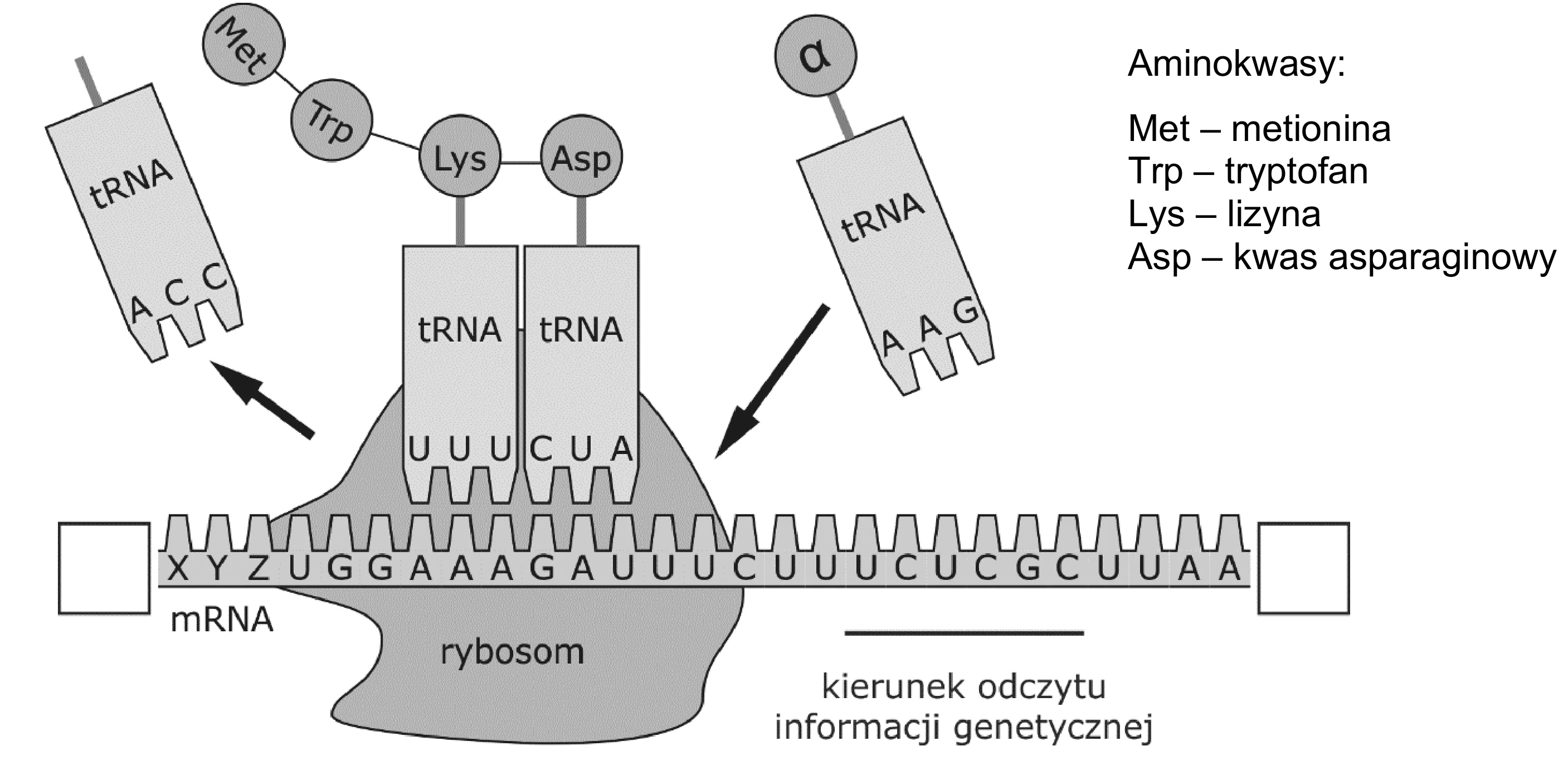 Rybosom na cząsteczce mRNA o sekwencji X Y Z U G G A A A G A U U U U C U C G C U U A A odczytuje kodony od lewej do prawej. Cząsteczki tRNA z antykodonami (np. ACC) dostarczają aminokwasy (Met, Trp, Lys, Asp), które łączą się w rosnący łańcuch polipeptydowy.