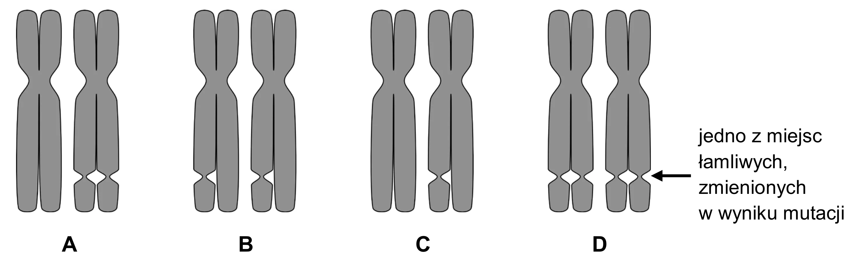 Cztery schematyczne pary chromosomów X, każda z dwoma chromatydami i centromerem. Pary różnią się długością ramion długich oraz obecnością i stopniem wyrażenia przewężenia wtórnego, które tworzy segment terminalny.