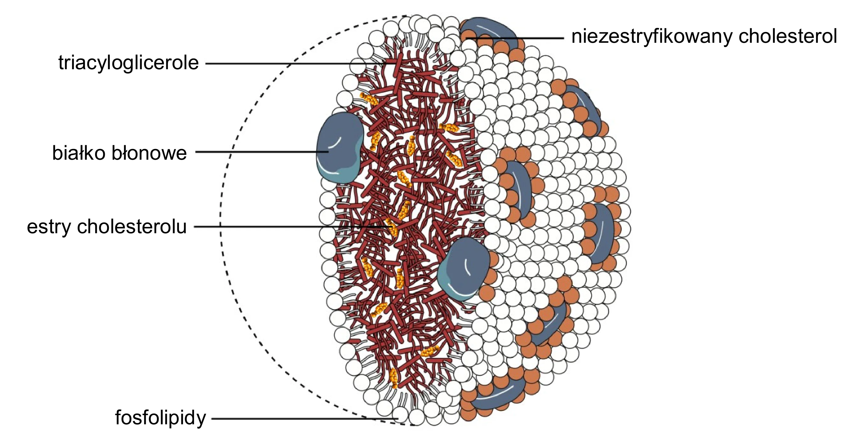 Schemat sferycznego chylomikronu przedstawia zewnętrzną błonę białkowo-lipidową złożoną z kulistych cząsteczek niezestryfikowanego cholesterolu i białek o kształcie łuku. Wnętrze wypełniają liczne, wydłużone triacyloglicerole i mniejsze, owalne estry cholesterolu.