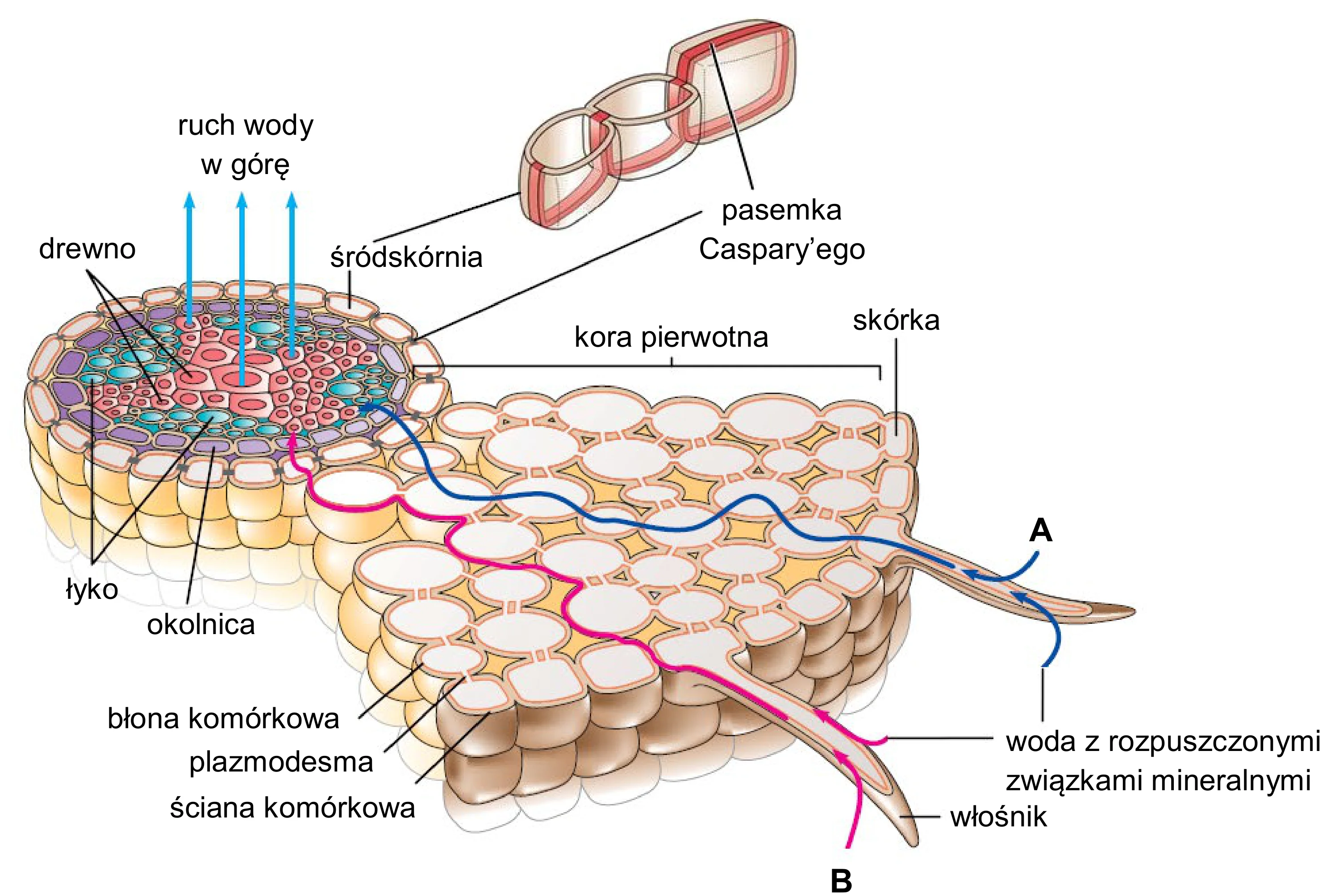 Schemat anatomiczny korzenia dwuliściennej rośliny w strefie włośnikowej przedstawia dwie drogi przemieszczania się wody: apoplastyczną (A) między komórkami oraz symplastyczną (B) przez cytoplazmę, z uwzględnieniem śródskórni z pasemkami Caspary'ego i ruchu wody do drewna.