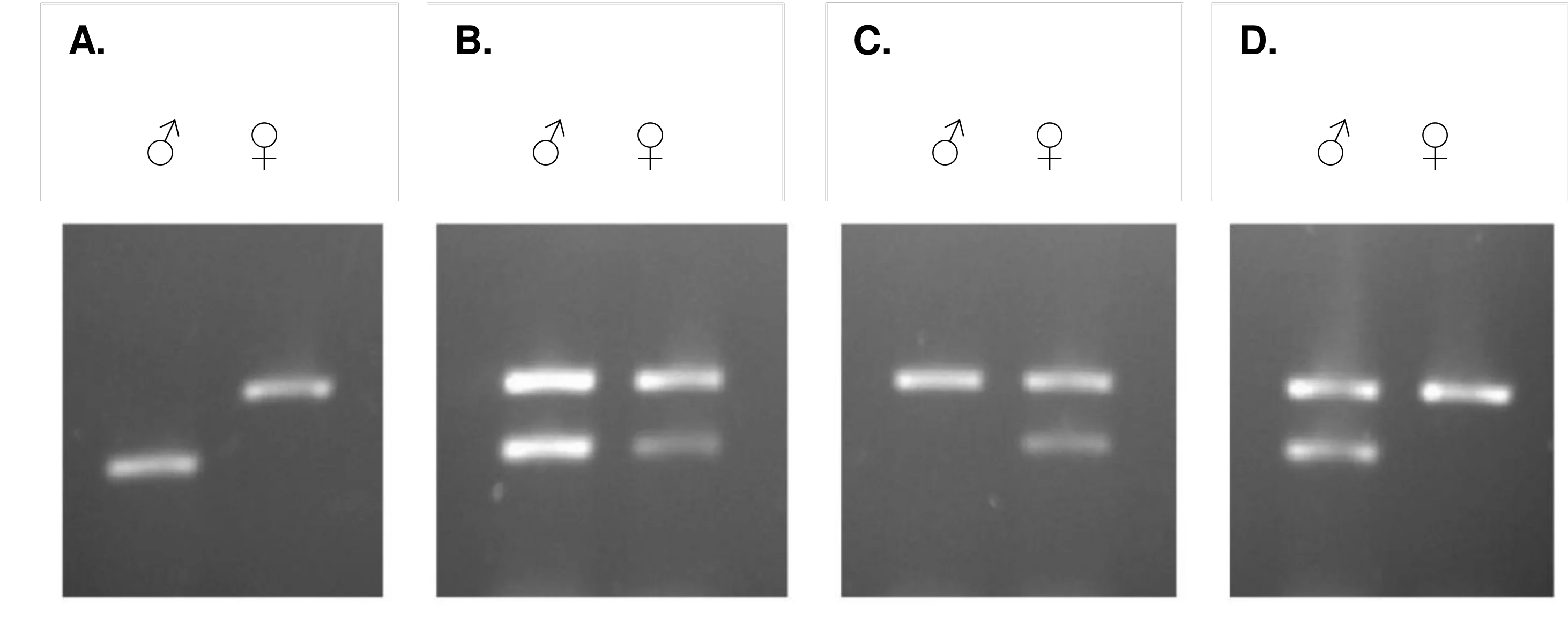 Cztery obrazy żelu agarozowego (A, B, C, D), każdy z dwiema ścieżkami, lewa dla samca i prawa dla samicy, przedstawiające rozdzielone fragmenty DNA w postaci świecących pasm różniących się liczbą i wysokością.