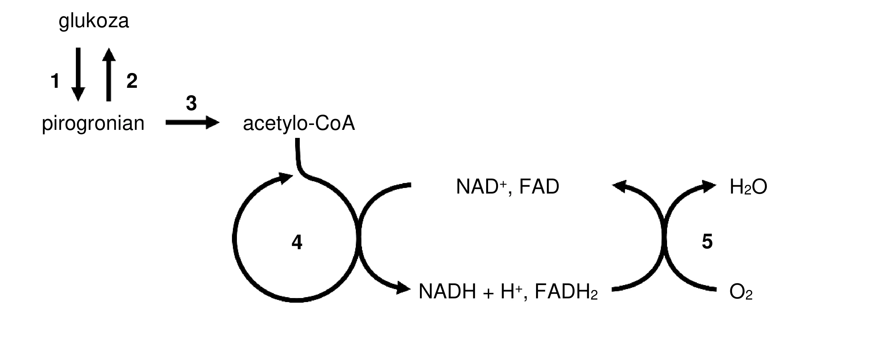 Diagram przedstawia powiązane procesy metaboliczne: przemianę glukozy w pirogronian (strzałki 1 i 2) i dalej w acetylo-CoA (strzałka 3), cykl Krebsa (koło 4) oraz łańcuch oddechowy (koło 5), z wymianą związków NAD/FAD i produkcją H2O i O2.