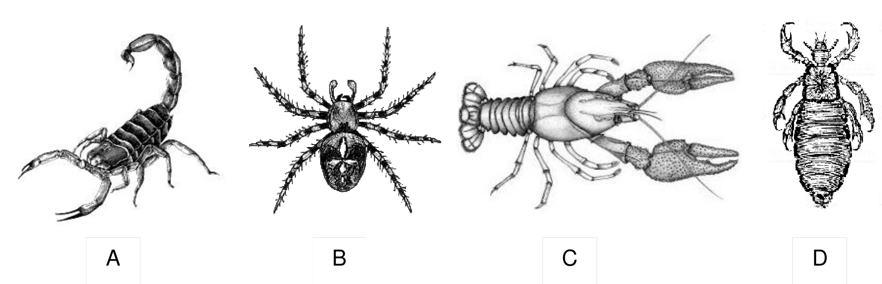 Cztery ilustracje stawonogów: A skorpion, B pająk, C rak, D owad.