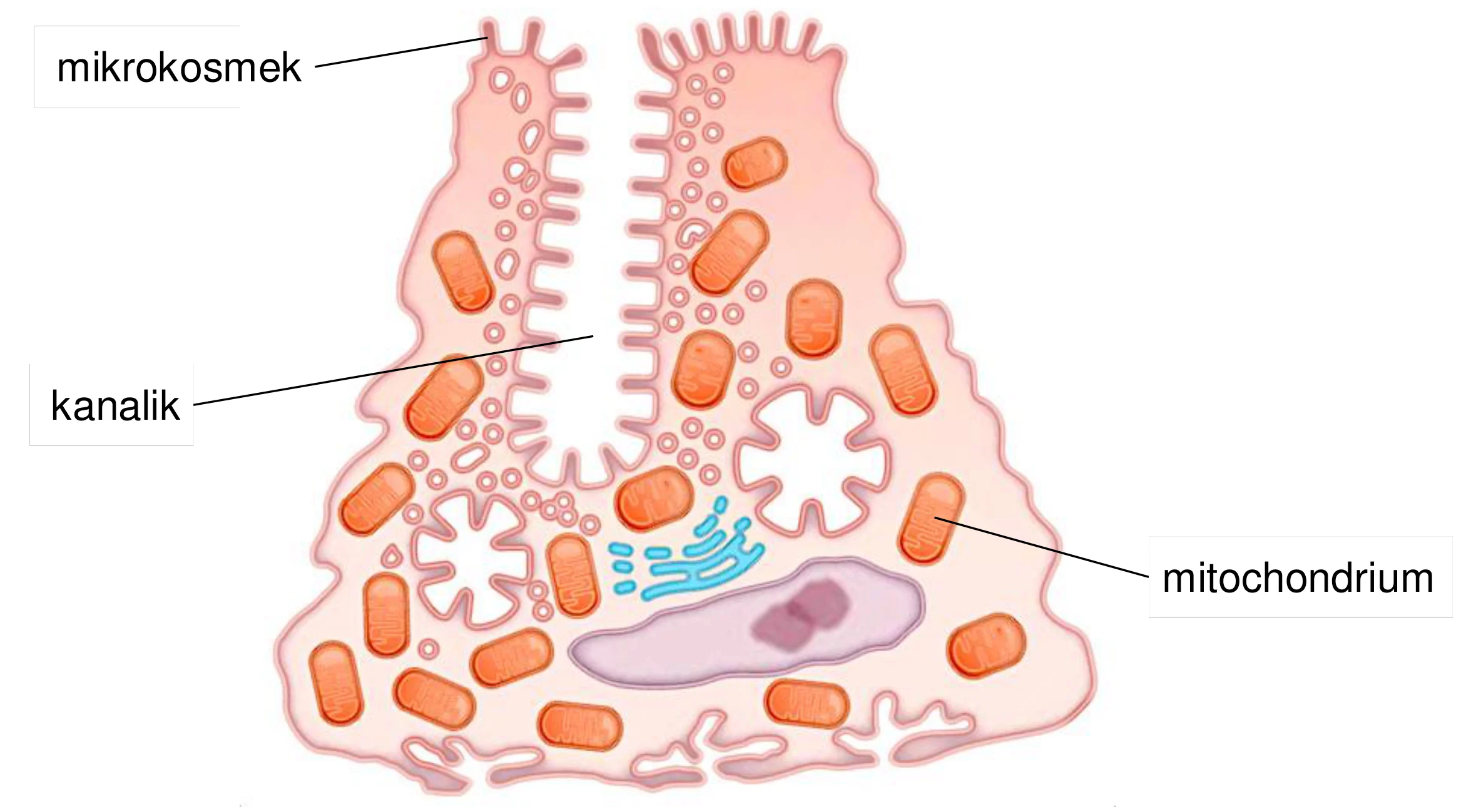 Nieregularnie ukształtowana komórka okładzinowa z licznymi owalnymi mitochondriami. Jej błona komórkowa tworzy głębokie kanaliki z licznymi palczastymi mikrokosmkami, a centralnie umieszczone jest duże jądro.