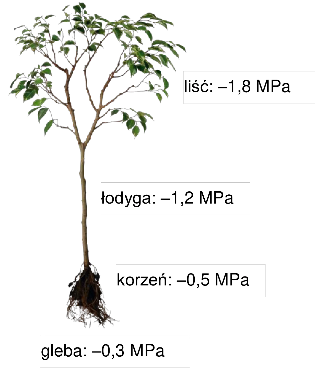Schemat rośliny lądowej z korzeniami w glebie, przedstawiający potencjał wody: gleba -0,3 MPa, korzeń -0,5 MPa, łodyga -1,2 MPa, liść -1,8 MPa.