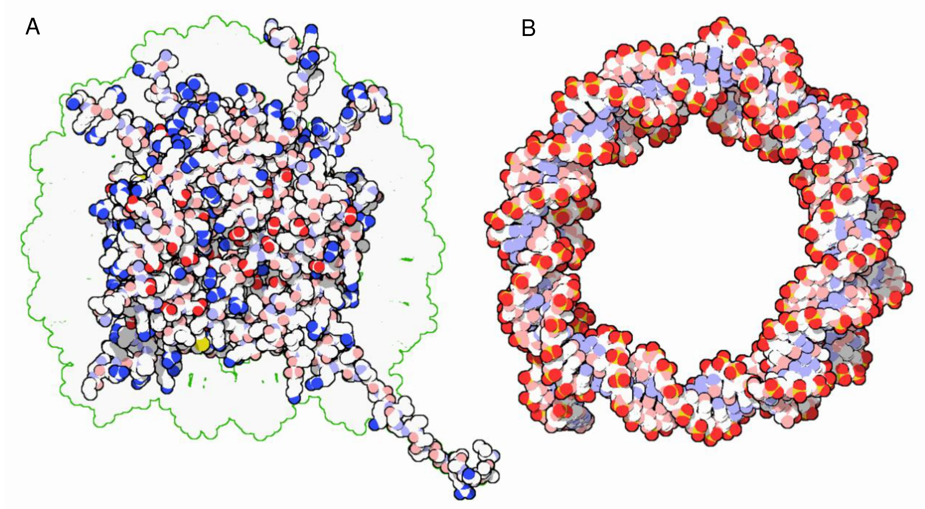 Model atomowy rdzenia białkowego nukleosomu (A) to nieregularny, globularny klaster atomów z pofalowanym zielonym konturem, zaś obok (B) widać fragment DNA w formie podwójnej helisy zwiniętej w pierścień, gdzie atomy azotu są niebieskie, tlenu czerwone, a fosforu żółte.