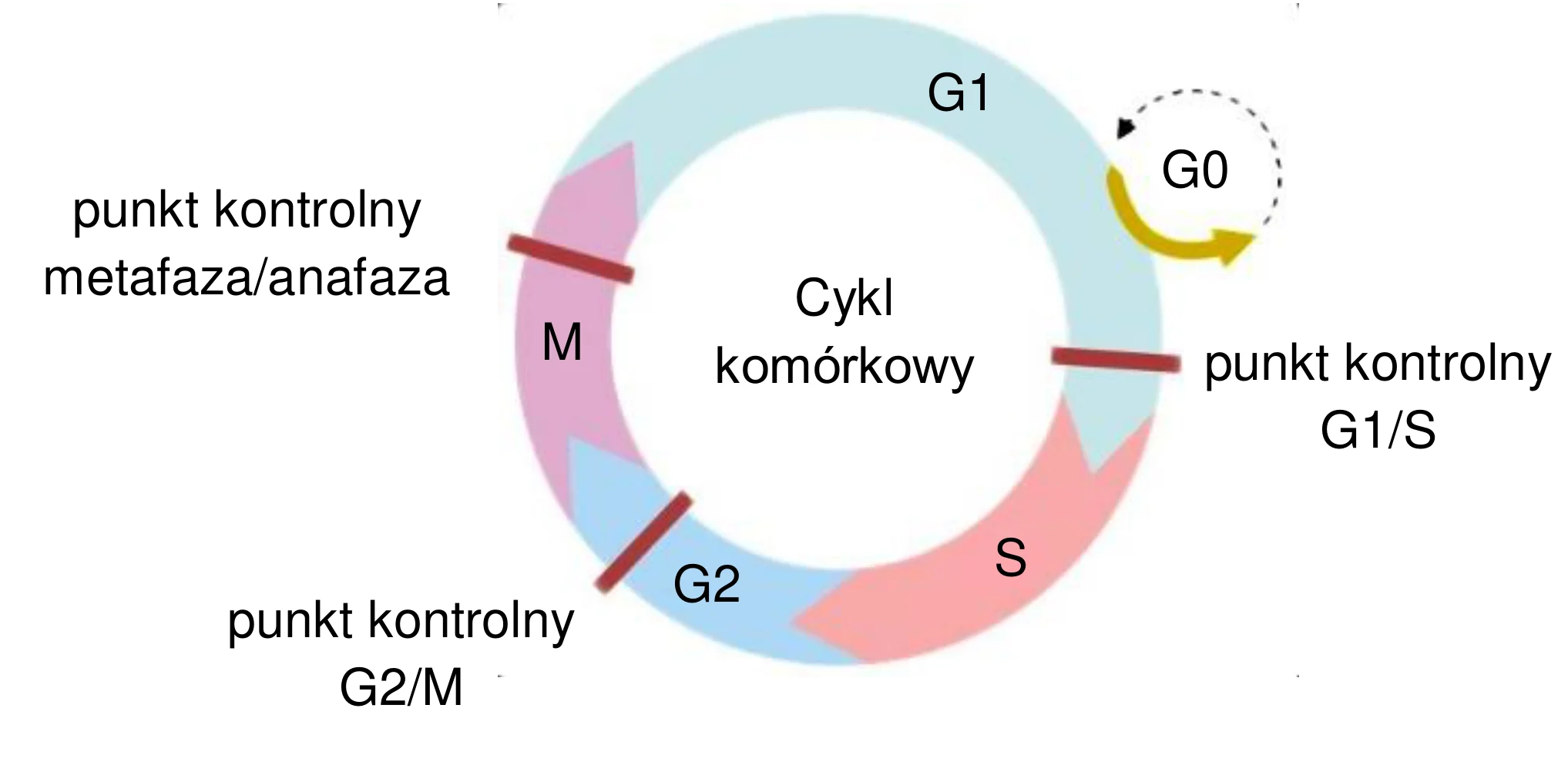 Kołowy schemat cyklu komórkowego ukazuje fazy G1, S, G2, M jako sektory koła, z trzema punktami kontrolnymi zaznaczonymi czerwonymi liniami na przejściach, oraz fazę G0 jako zewnętrzne odgałęzienie od G1.