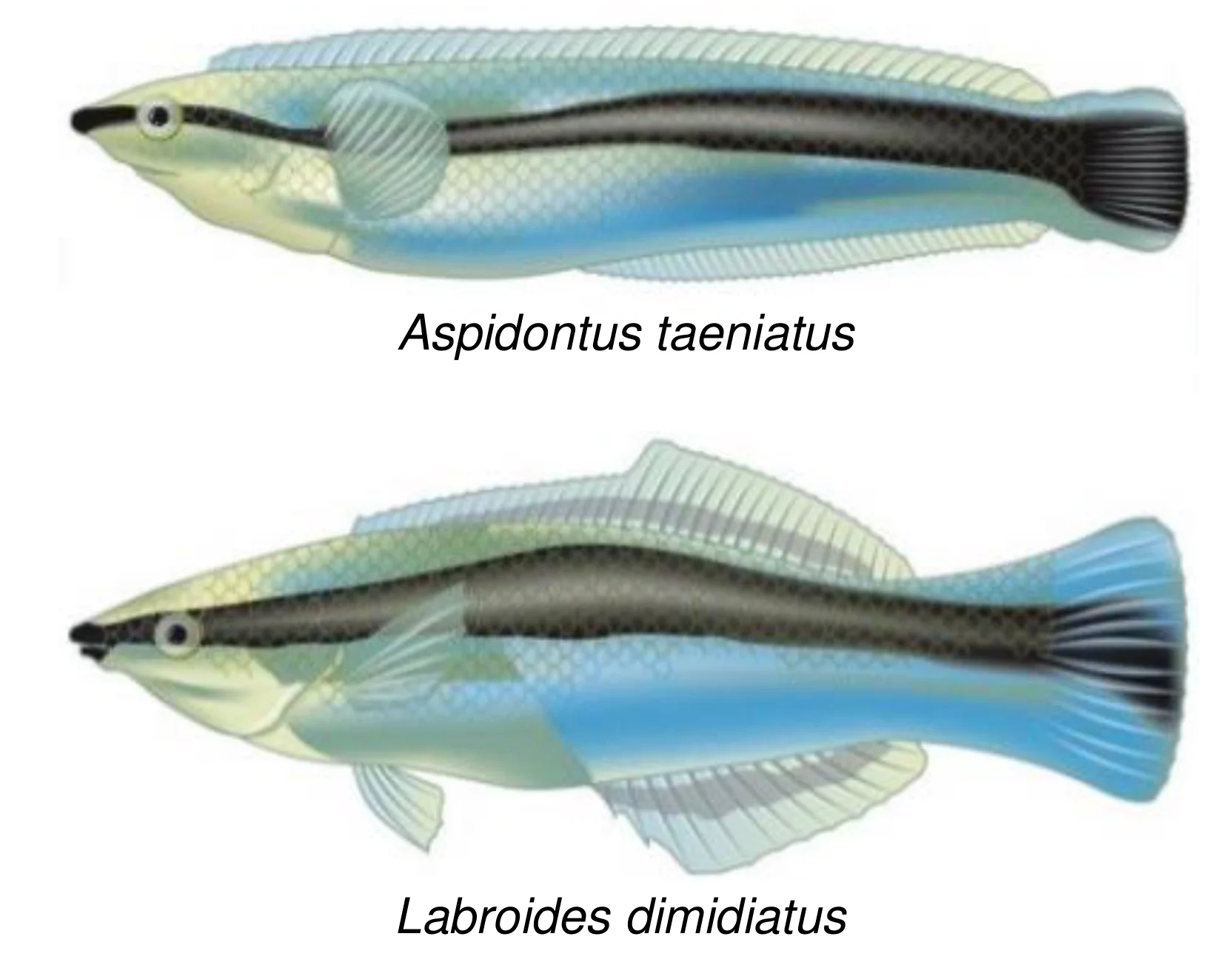 Dwa podłużne, jasne ryby z czarnym pasem od głowy do ogona. Górna to Aspidontus taeniatus z długimi płetwami grzbietową i odbytową oraz zaokrąglonym ogonem; dolna to wargatek czyściciel z krótszymi płetwami, wyraźnymi niebieskimi plamami na tułowiu i widlastym, błękitnym ogonem.