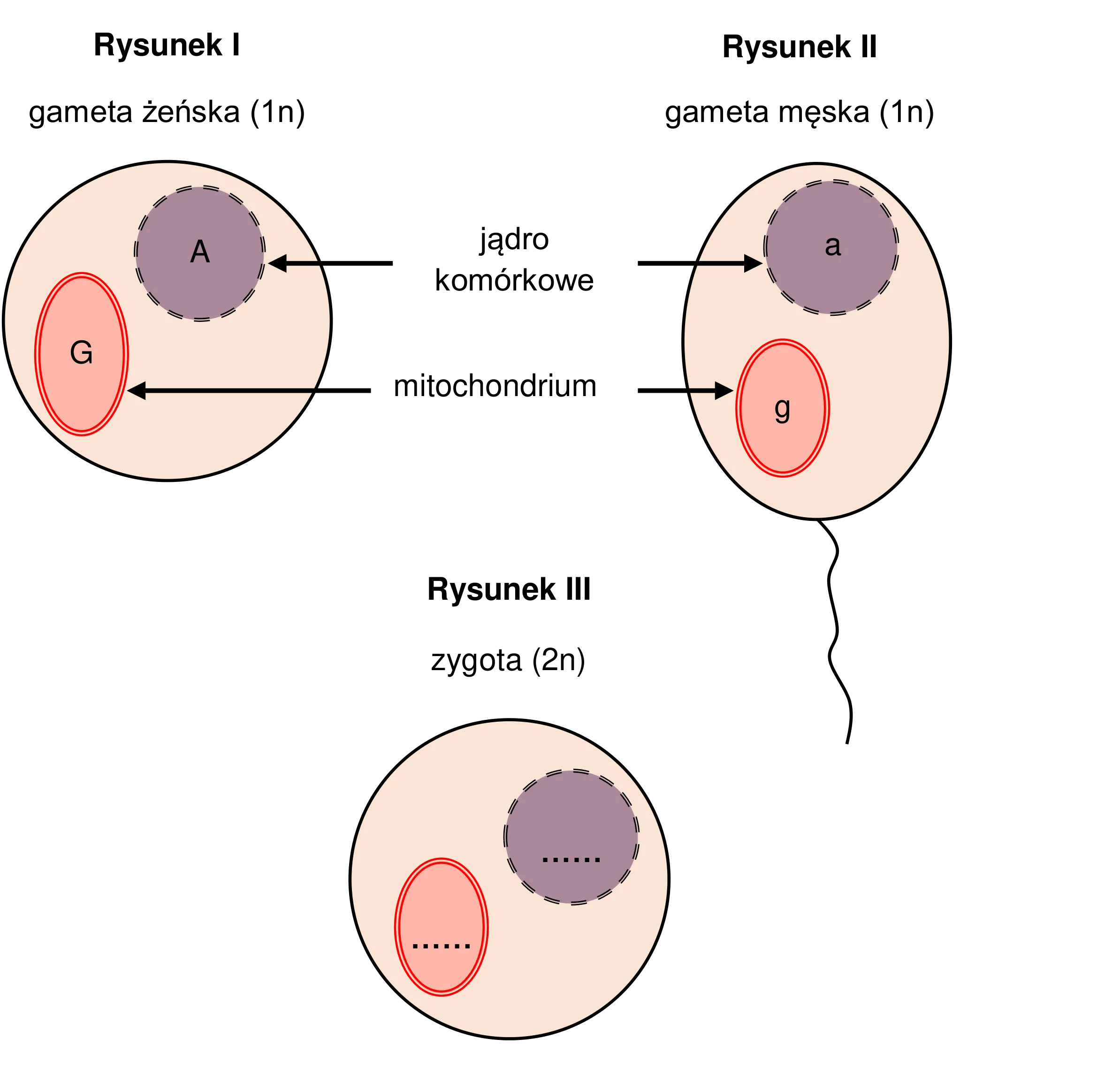 Trzy schematy komórkowe. Gameta I zawiera jądro z allelem A i mitochondrium z allelem G, a gameta II jądro z allelem a i mitochondrium z allelem g. Schemat III przedstawia zygotę z pustymi miejscami na genotypy jądra i mitochondrium, powstałą z połączenia gamet I i II.