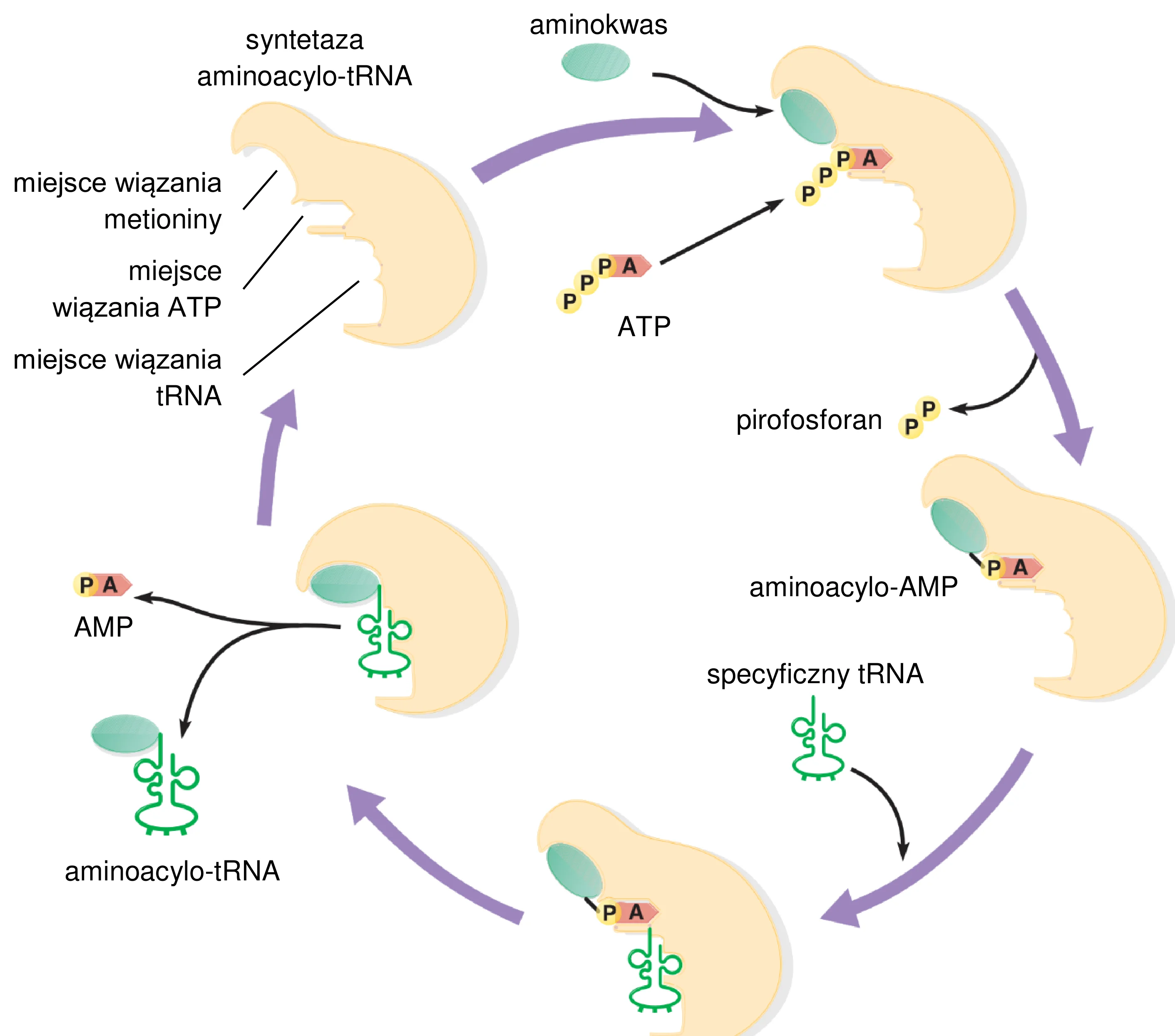 Schemat cyklu działania syntetazy aminoacylo-tRNA, ilustrujący jak enzym wiąże aminokwas z ATP, tworzy aminoacylo-AMP, a następnie łączy go ze specyficznym tRNA, uwalniając aminoacylo-tRNA i AMP.