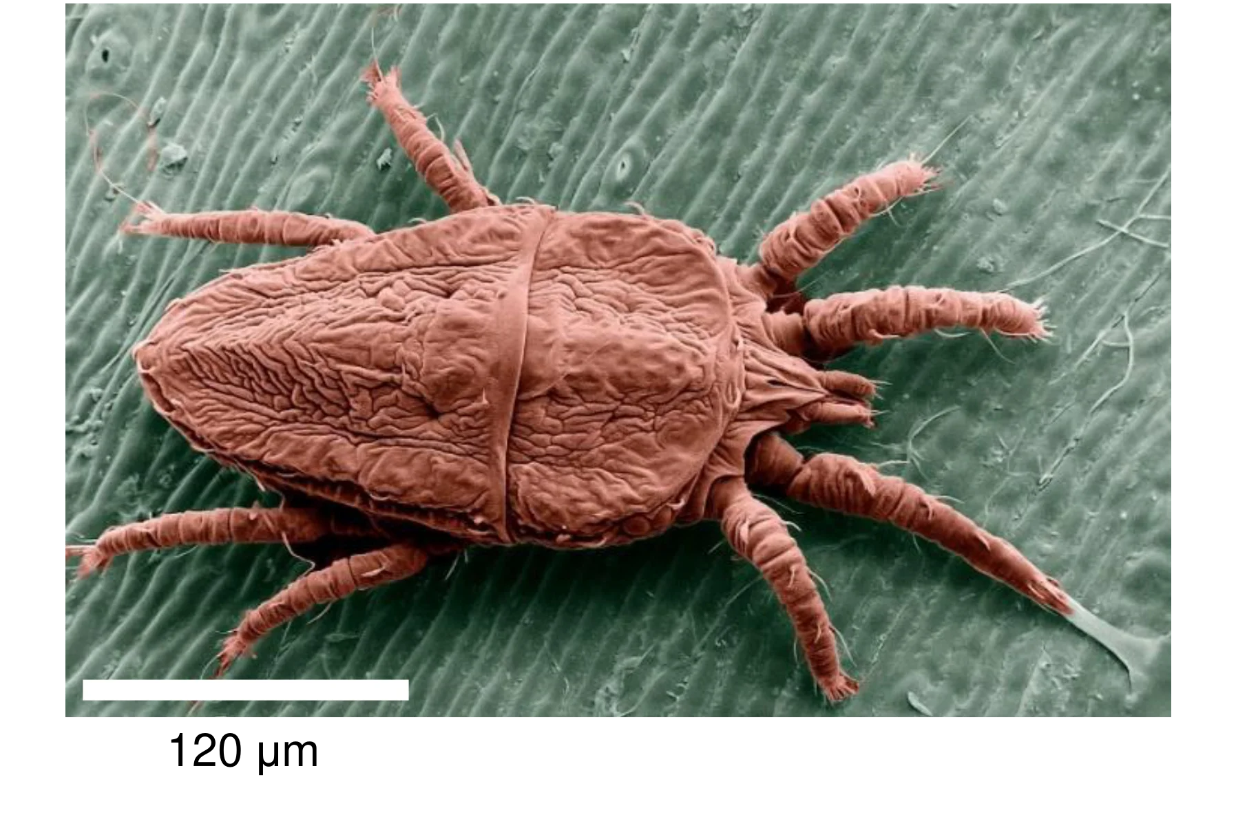 Roztocz Brevipalpus phoenicis, przedstawiony w powiększeniu SEM, ma czerwonobrązowe, pomarszczone ciało i osiem nóg, spoczywa na zielonej, strukturalnej powierzchni. W lewym dolnym rogu widoczna jest biała skala.