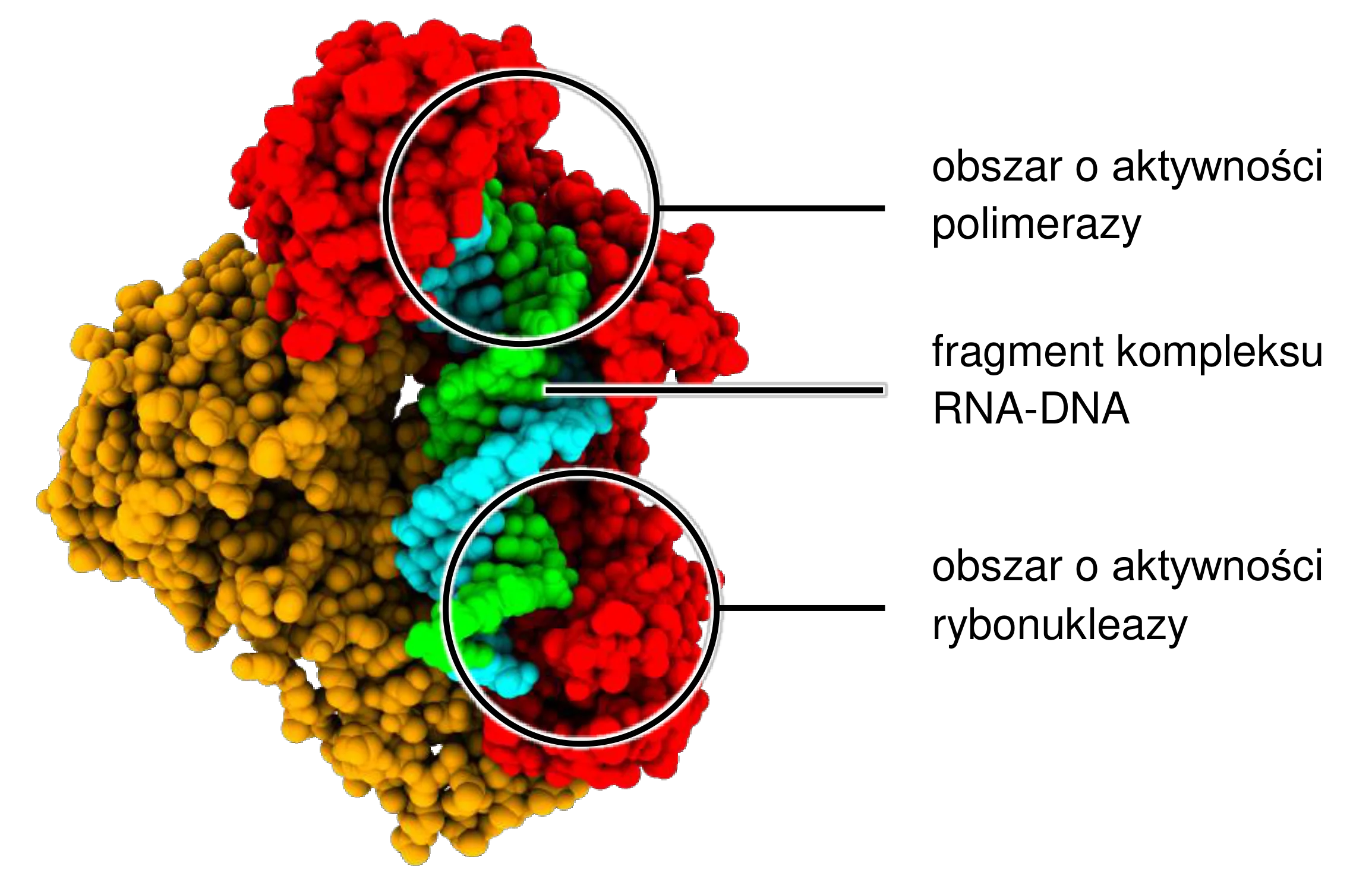 Model strukturalny odwrotnej transkryptazy HIV, z czerwoną podjednostką p66 i pomarańczową p51, które obejmują centralnie umiejscowiony kompleks RNA (zielony) i DNA (turkusowy).