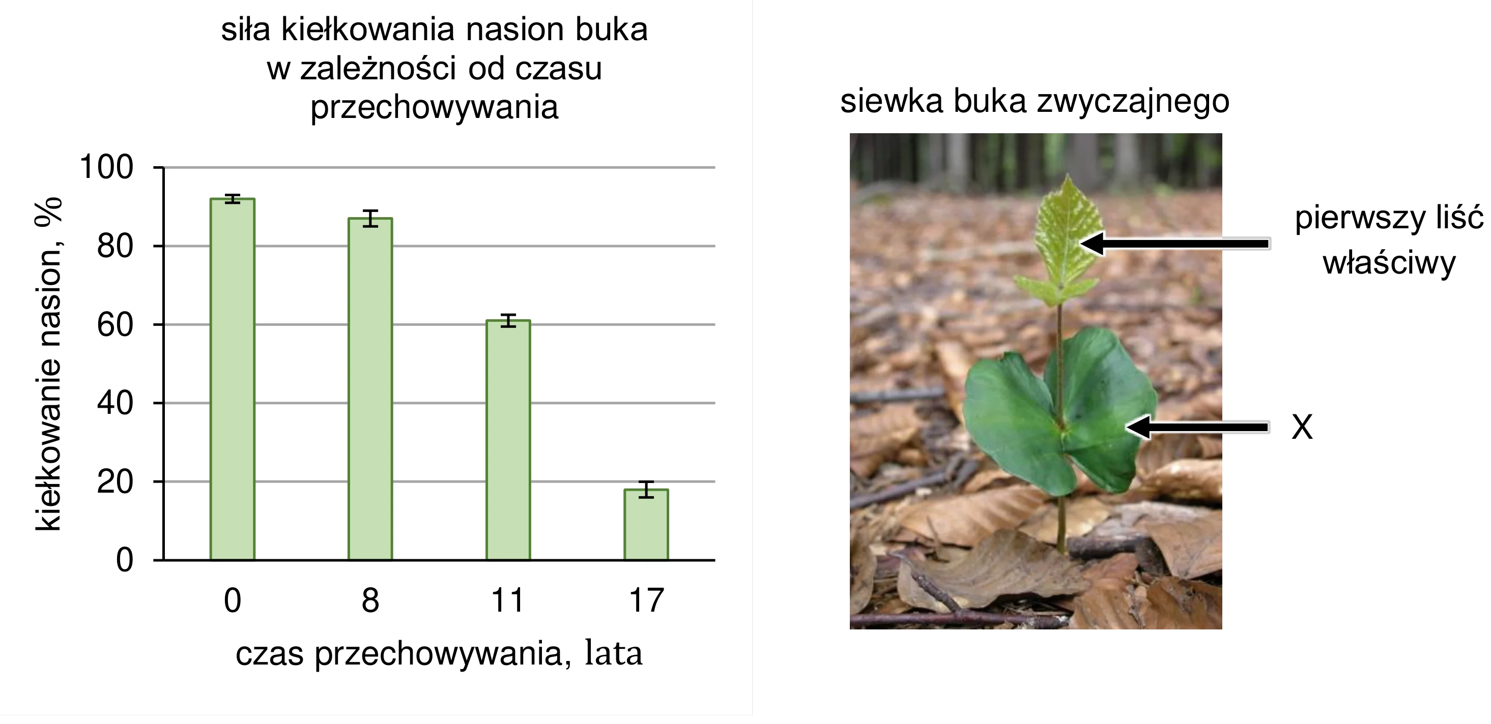 Wykres słupkowy ukazuje średnią siłę kiełkowania nasion buka (od około 92% dla 0 lat przechowywania do około 19% dla 17 lat) z widocznymi słupkami błędów, malejącą wraz z czasem przechowywania; obok znajduje się zdjęcie siewki buka.