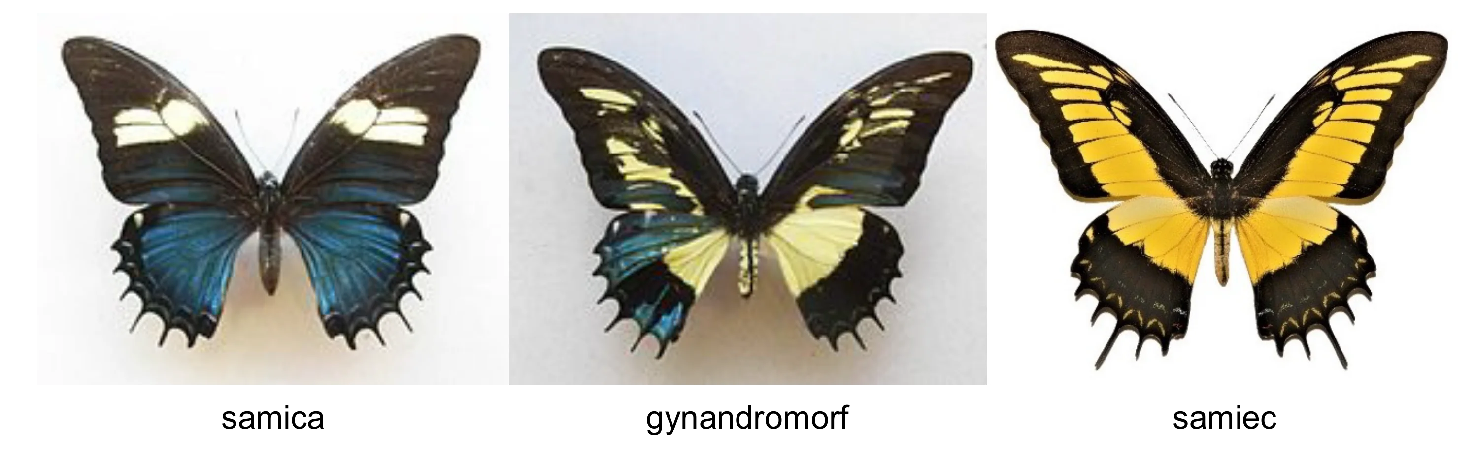 Trzy motyle Papilio androgeus ułożone horyzontalnie: samica (lewy, czarno-niebieska z białymi akcentami), gynandromorf (środkowy), i samiec (prawy, żółto-czarny). Gynandromorf prezentuje wyraźną bilateralną asymetrię, z lewą połową ciała w fenotypie żeńskim (niebieskie dolne skrzydło) i prawą połową w fenotypie męskim (żółte skrzydła).