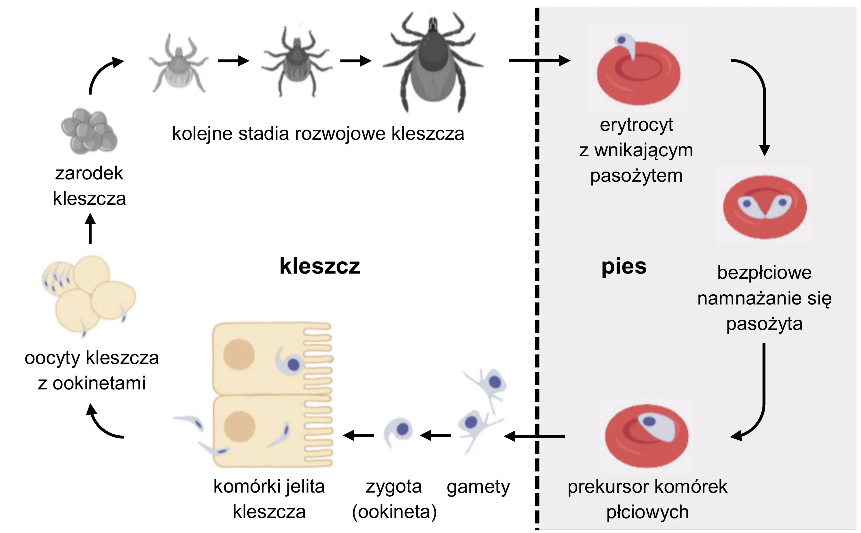Schemat cyklu rozwojowego pasożyta Babesia canis, przedstawiający pętlę etapów: od kleszcza (jaja, larwy, oocyty, komórki jelitowe) do psa (erytrocyty z namnażającym się pasożytem i prekursorami komórek płciowych), z zaznaczonymi strzałkami kierunkowymi.