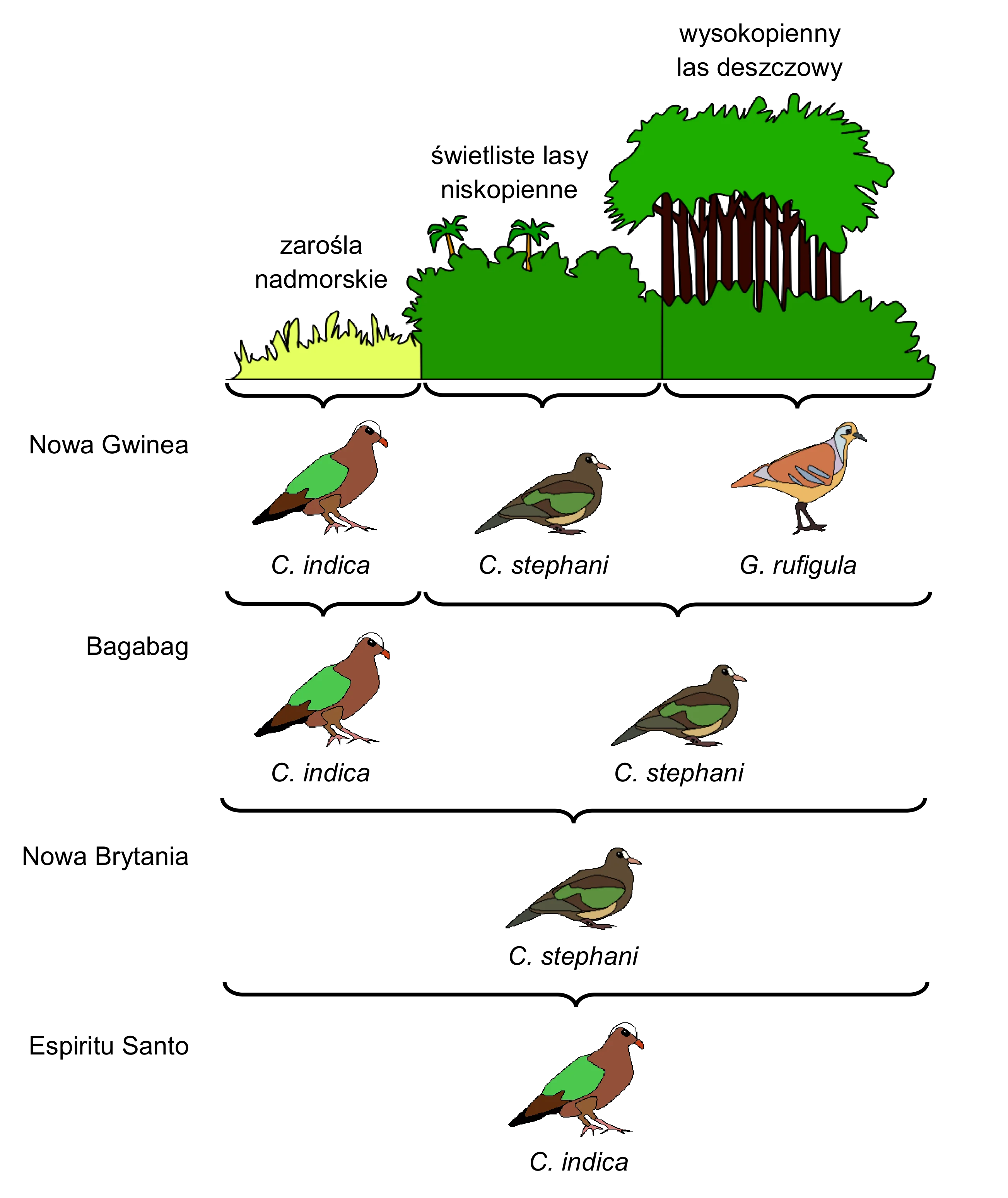 Diagram w formie siatki przedstawia występowanie trzech gatunków gołębi: Chalcophaps indica, Chalcophaps stephani i Gallicolumba rufigula, na czterech melanezyjskich wyspach, w trzech różnych biotopach.