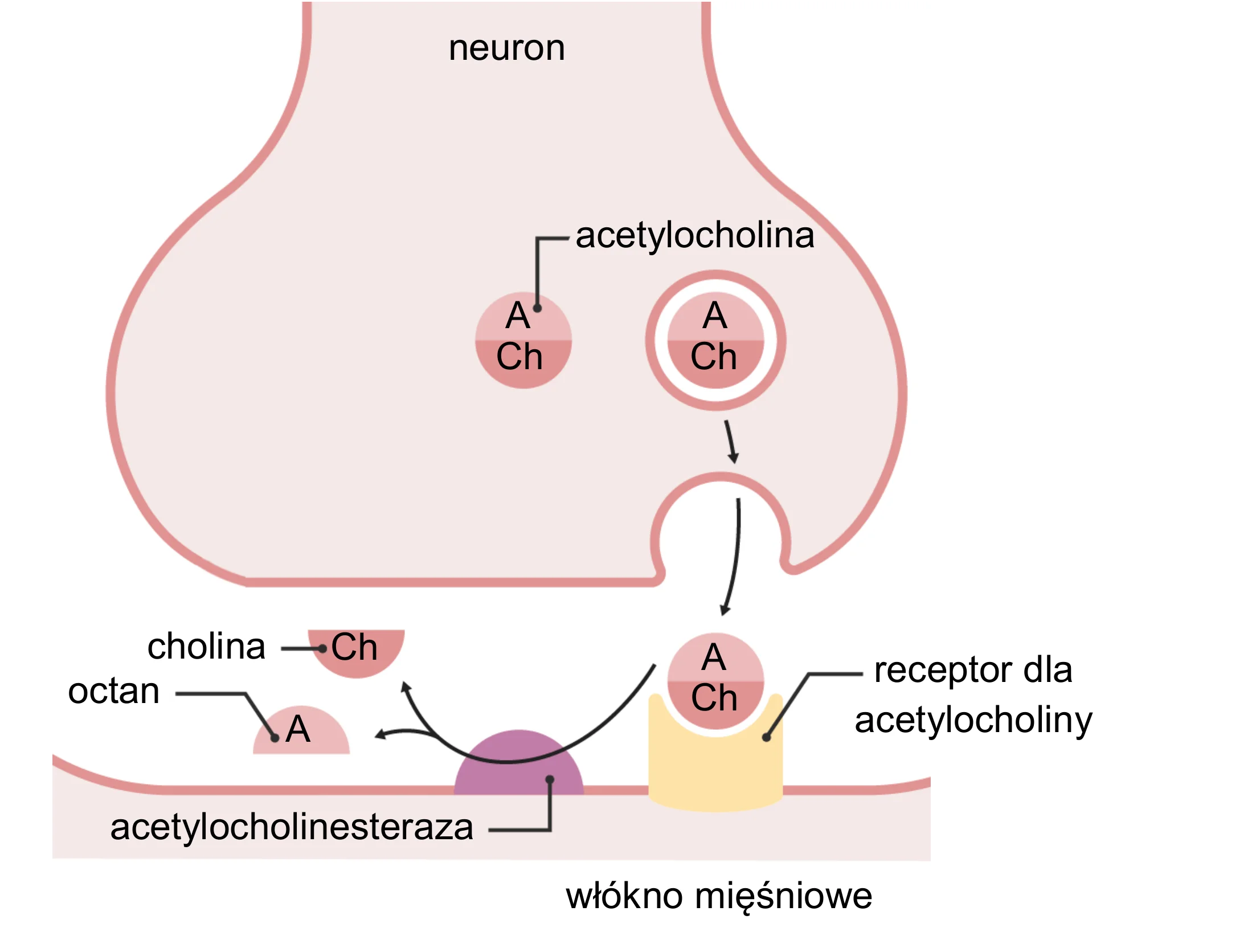 Schemat synapsy nerwowo-mięśniowej, ukazujący neuron uwalniający acetylocholinę (A Ch), która wiąże się z receptorem na włóknie mięśniowym, oraz acetylocholinesterazę rozkładającą neuroprzekaźnik na octan (A) i cholinę (Ch) w szczelinie synaptycznej.