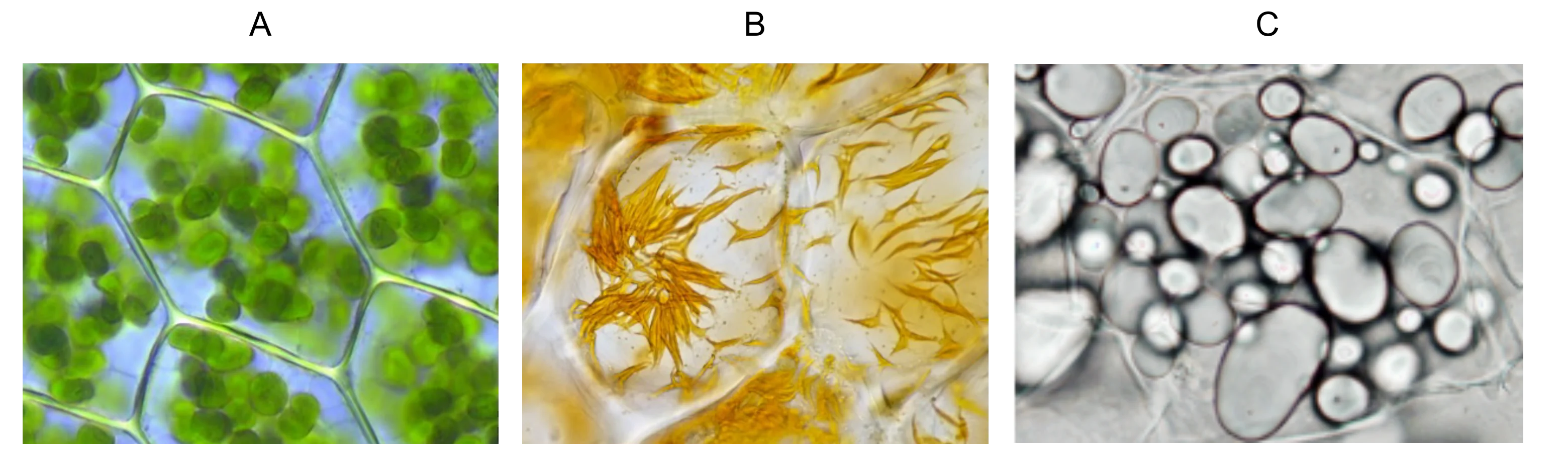 Trzy mikrofotografie przedstawiające plastydy: A zielone, owalne chloroplasty w komórkach roślinnych; B pomarańczowe, nieregularne chromoplasty; C jasne, okrągłe amyloplasty.
