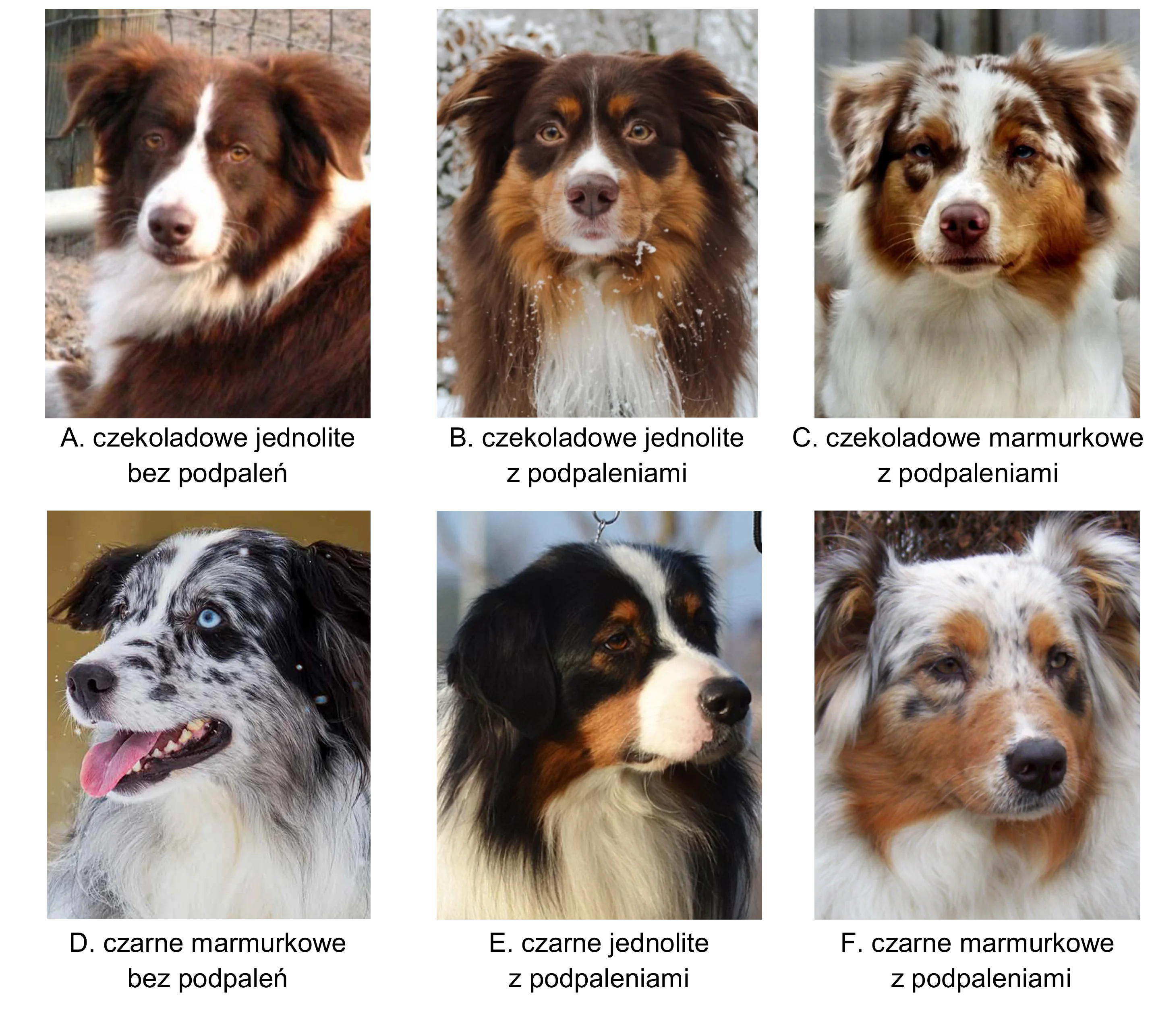 Sześć zdjęć owczarków australijskich (A-F) prezentujących różnorodne umaszczenia: czekoladowe jednolite, czarne jednolite, marmurkowe (red merle i blue merle), wszystkie z podpalaniem lub bez, oraz z białymi znaczeniami.