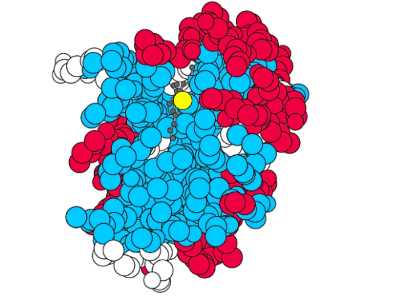 Trójwymiarowy model mioglobiny w przekroju, złożony z nieregularnie ułożonych kul: niebieskich (niepolarne), czerwonych (polarne) i białych (pozostałe reszty). W centrum struktury, w szczelinie, widoczny jest żółty atom związany z układem porfirynowym.