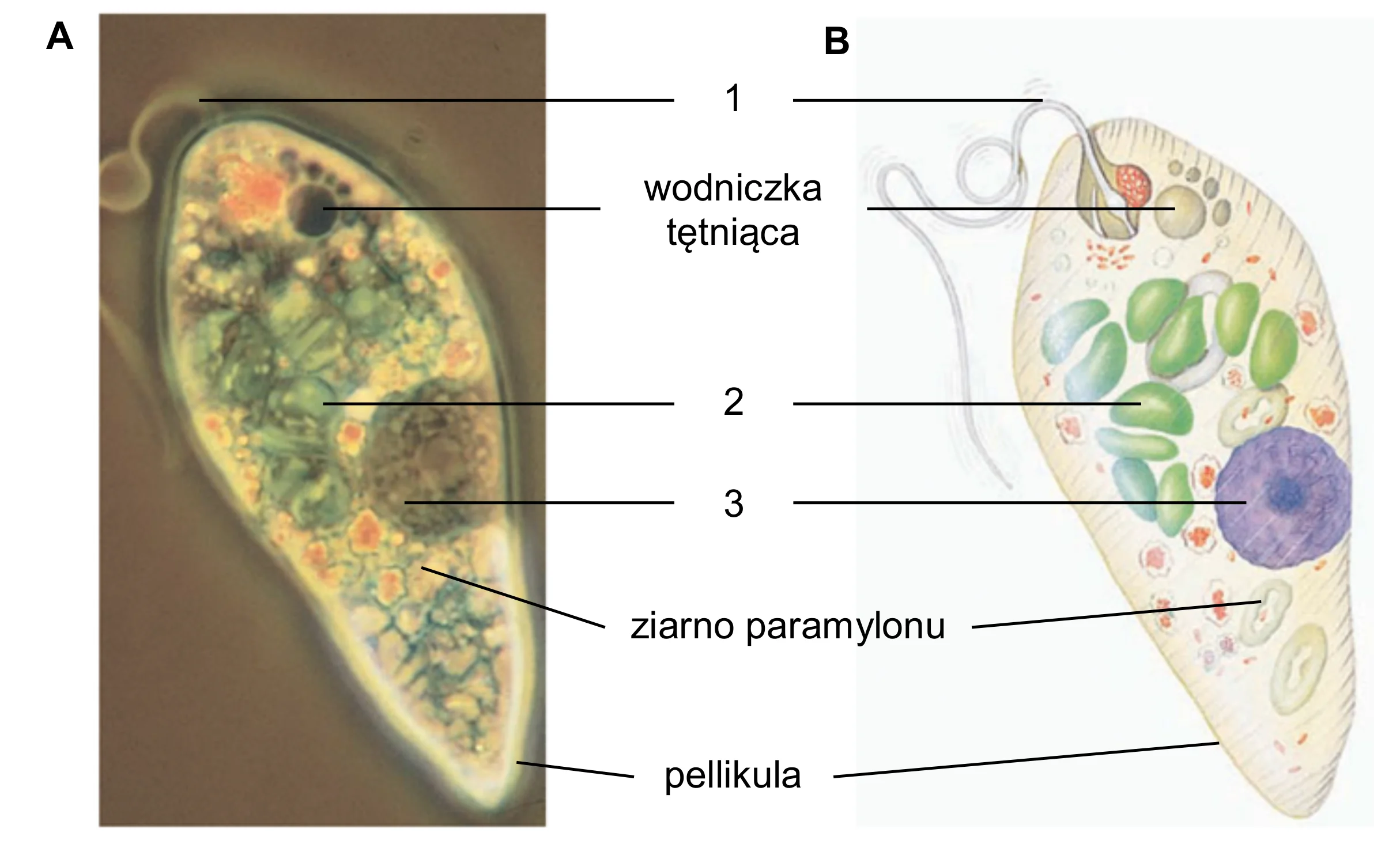 Mikrofotografia (A) i rysunek (B) przedstawiają budowę protista – eugleny, z widocznymi strukturami wewnętrznymi. Elementy takie jak wodniczka tętniąca, ziarno paramylonu i pellikula są opisane, a trzy inne organelle ponumerowano od 1 do 3.