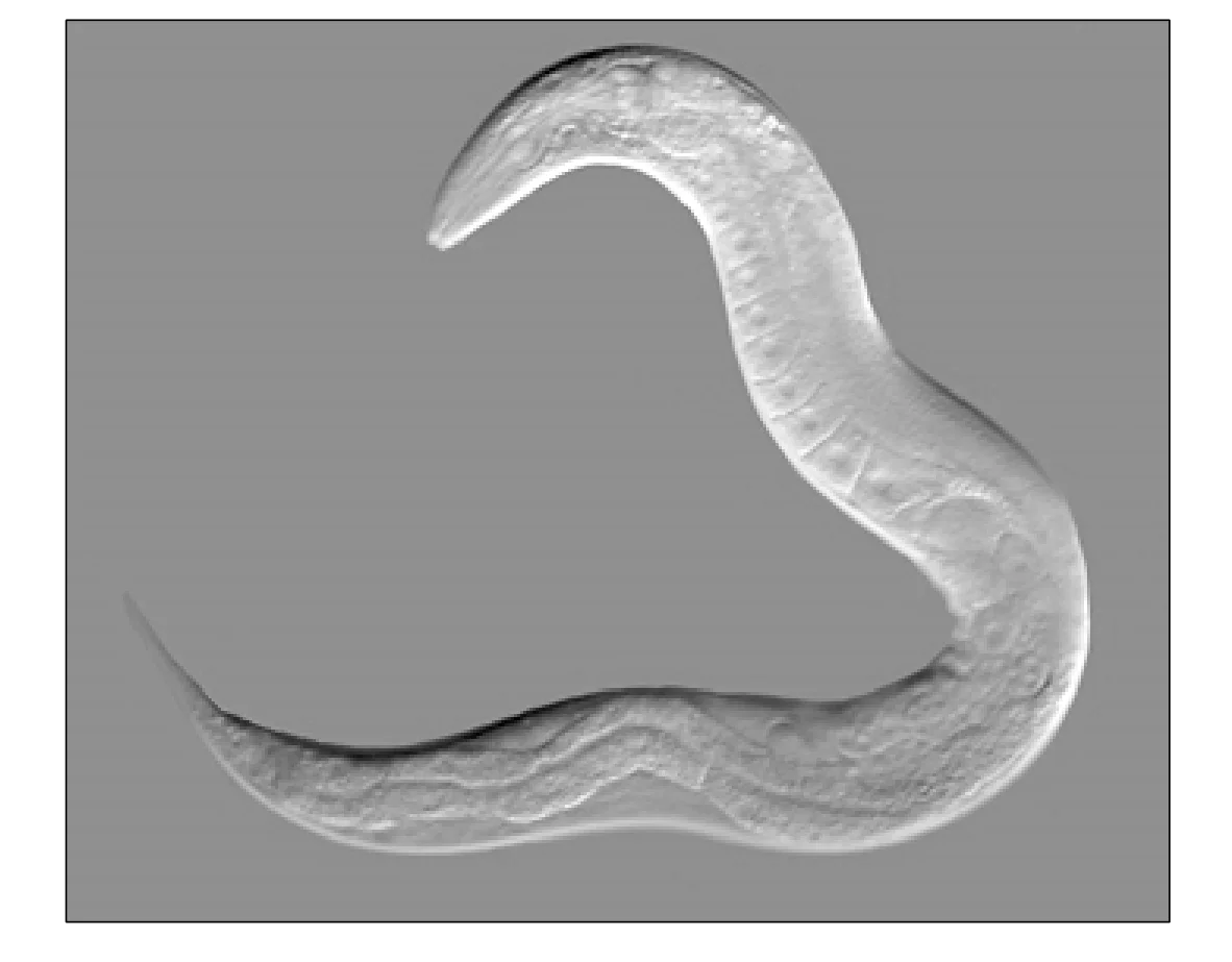 Mikroskopowe zdjęcie nicienia Caenorhabditis elegans, jasnego i wydłużonego, z ciałem wygiętym w falisty kształt przypominający literę S.